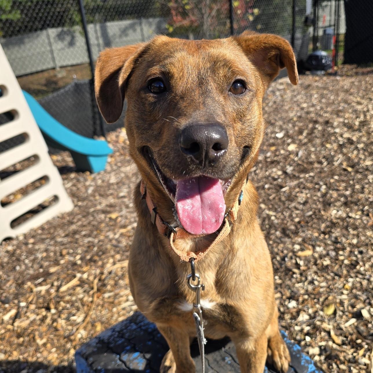 Enlarge Labubu, a Adoptable Mixed Breed in Briarcliff Manor, NY image 2/6