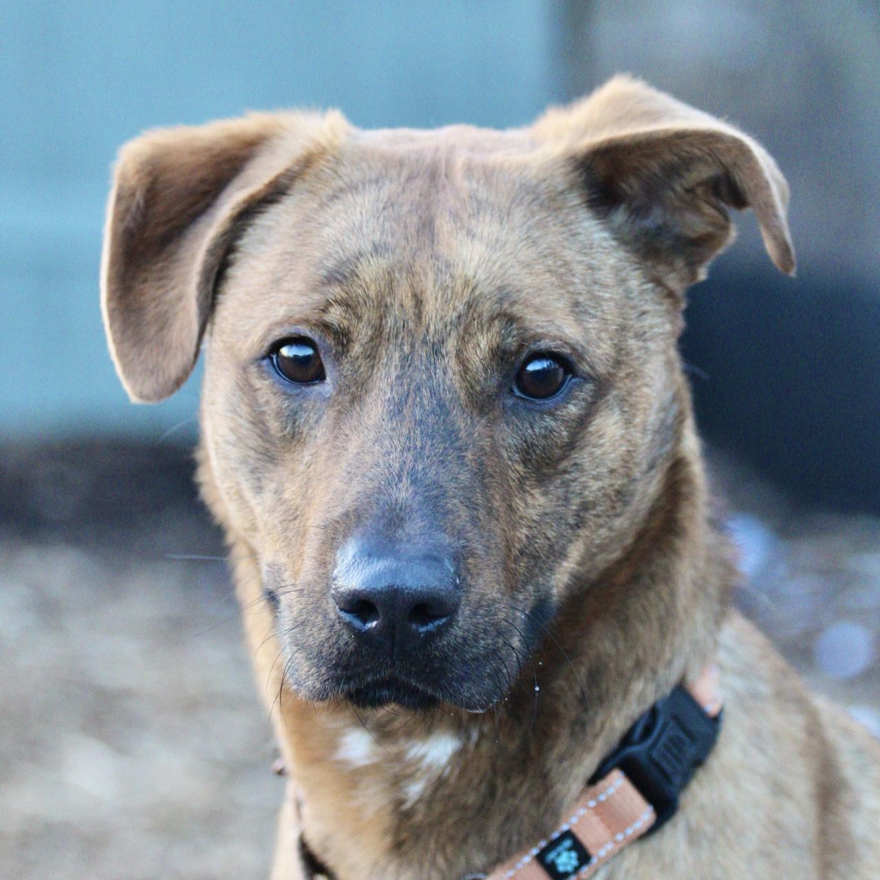Enlarge Labubu, a Adoptable Mixed Breed in Briarcliff Manor, NY image 5/6