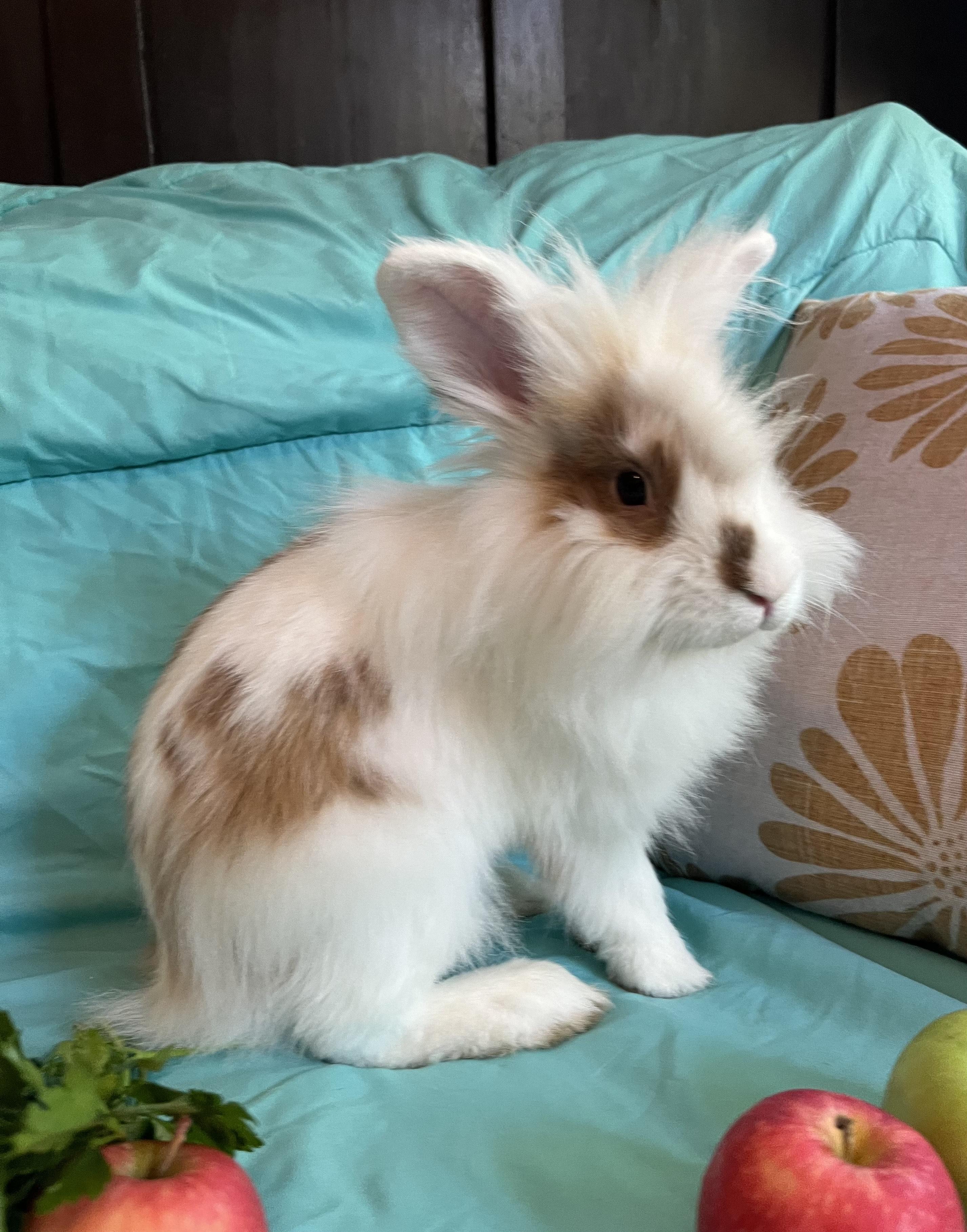Bert, a Adopted Lionhead in Livermore, CA image 6/6