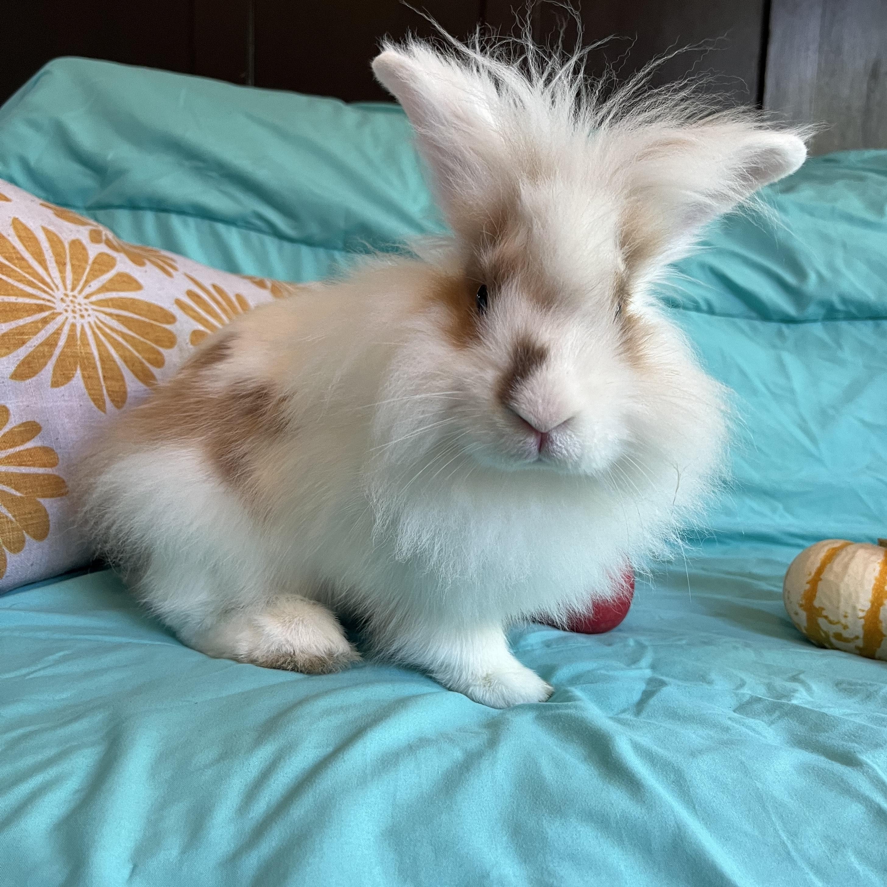 Bert, a Adopted Lionhead in Livermore, CA image 4/6