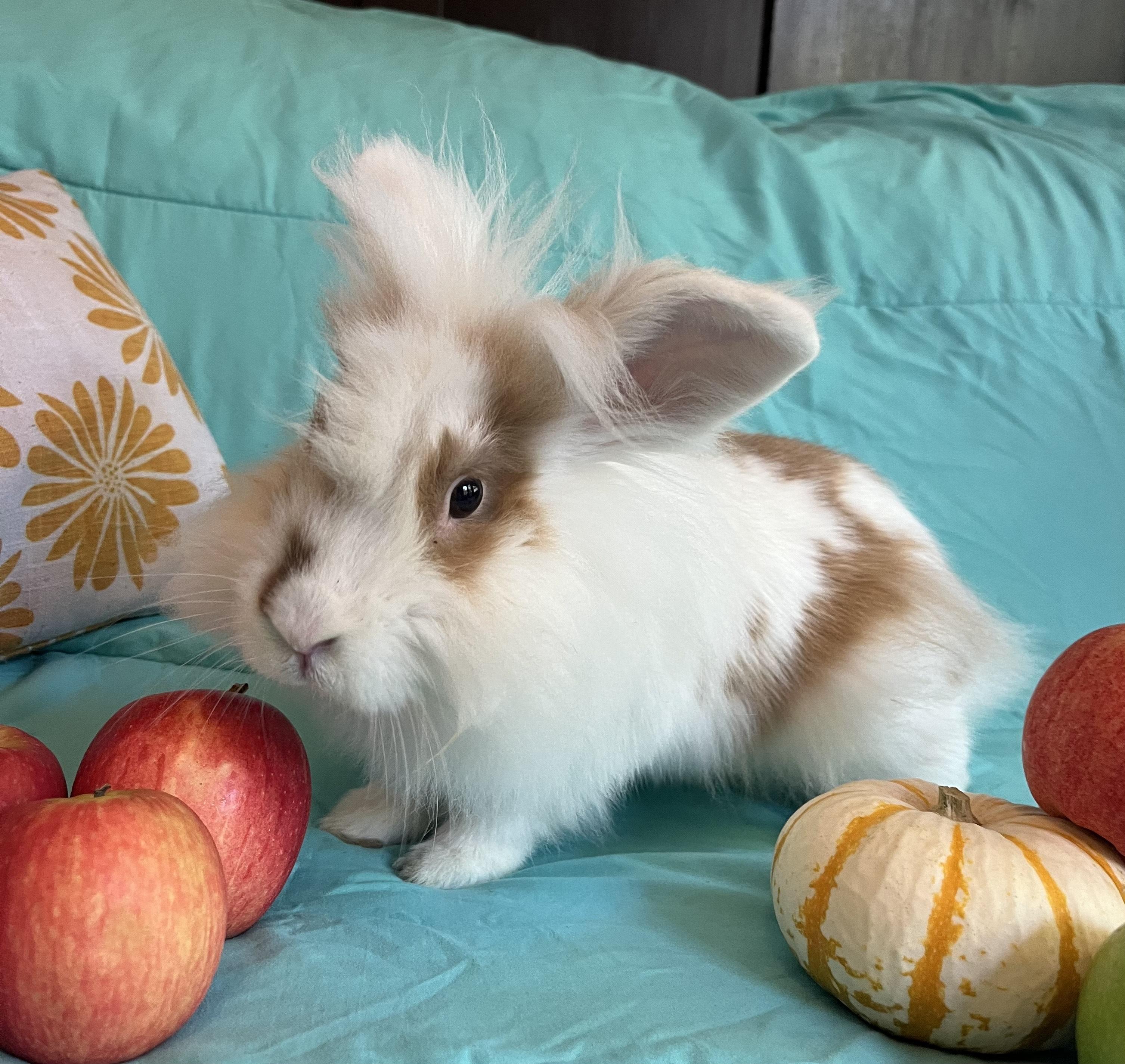 Bert, a Adopted Lionhead in Livermore, CA image 3/6