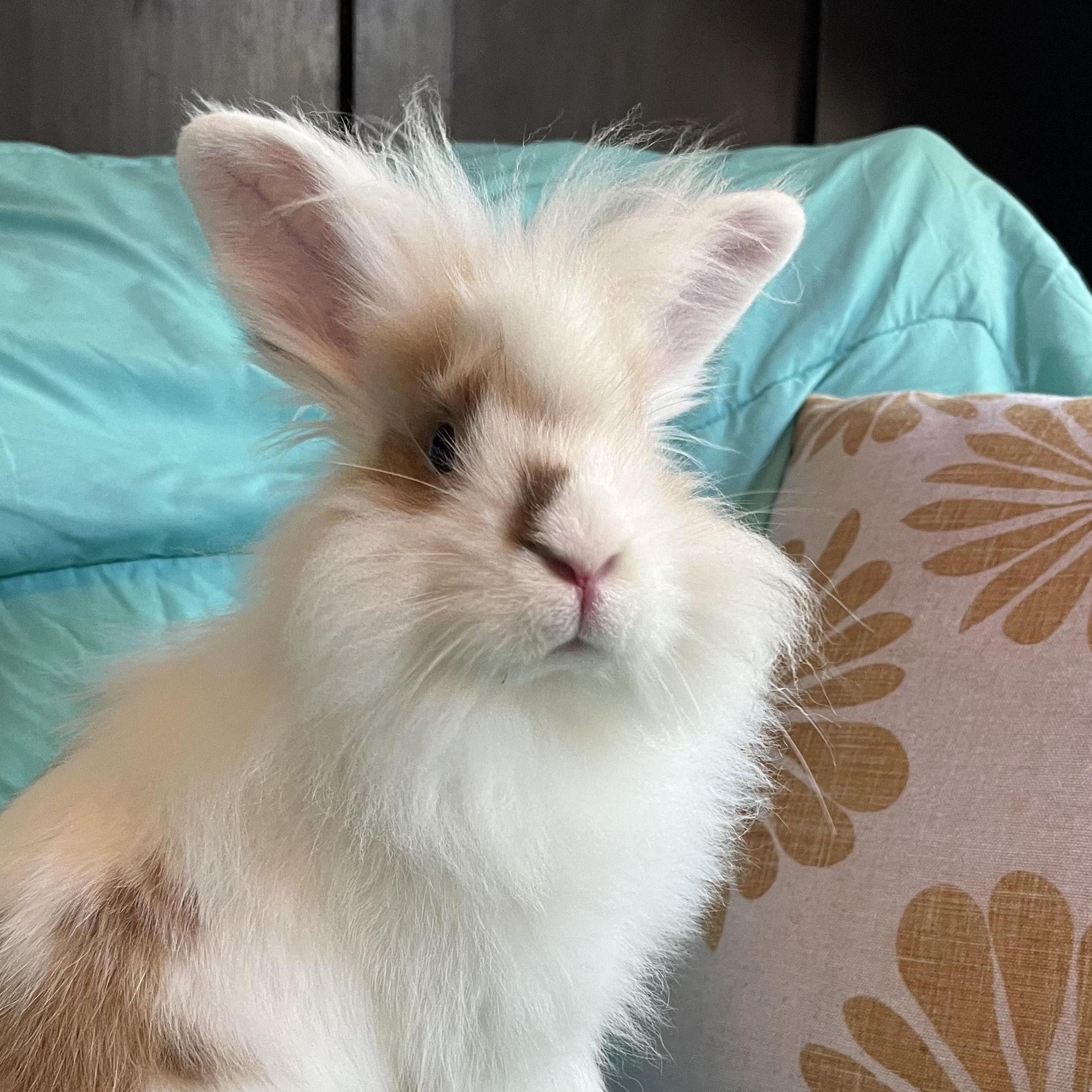 Bert, a Adopted Lionhead in Livermore, CA image 1/6
