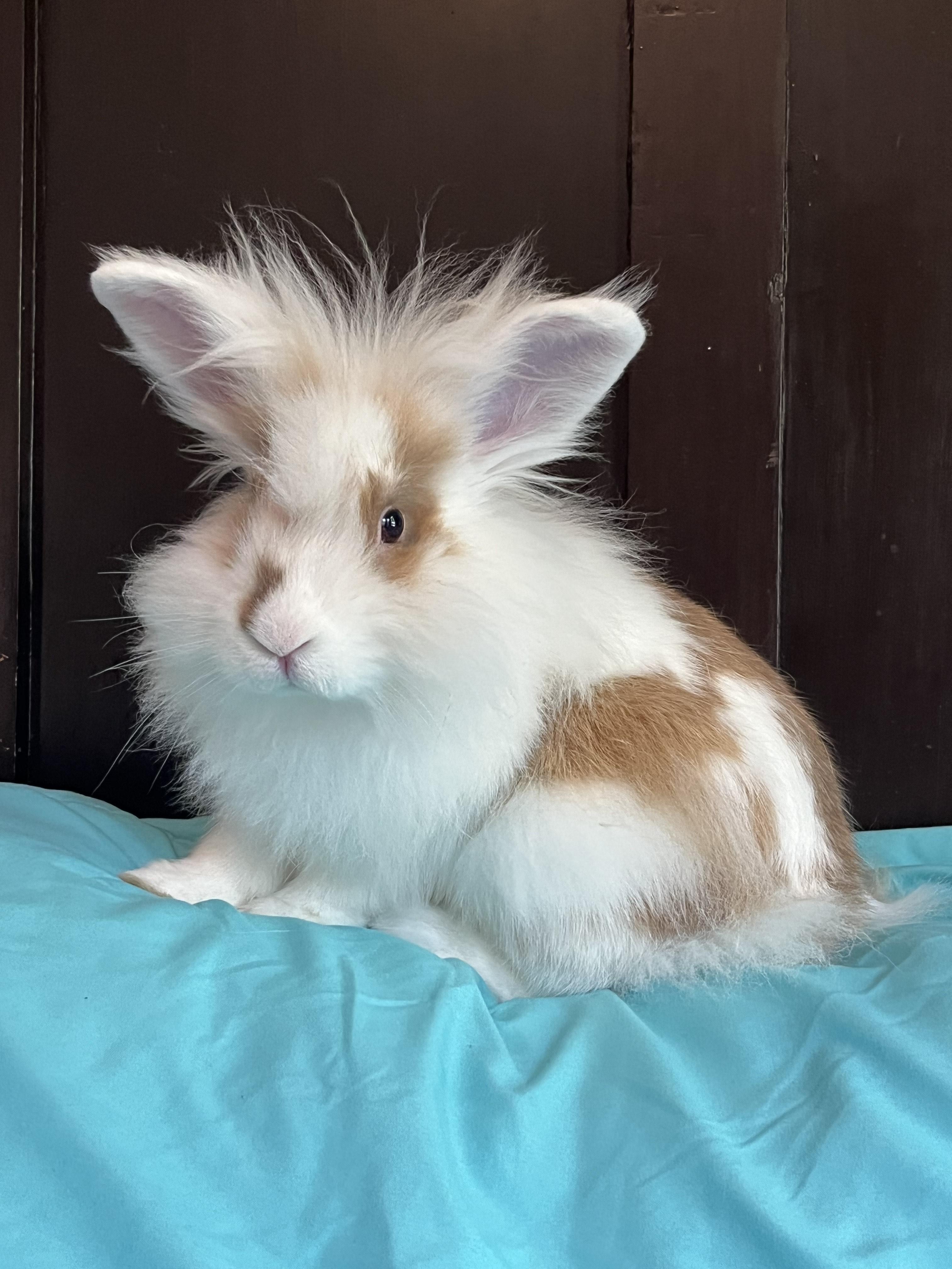 Bert, a Adopted Lionhead in Livermore, CA image 2/6