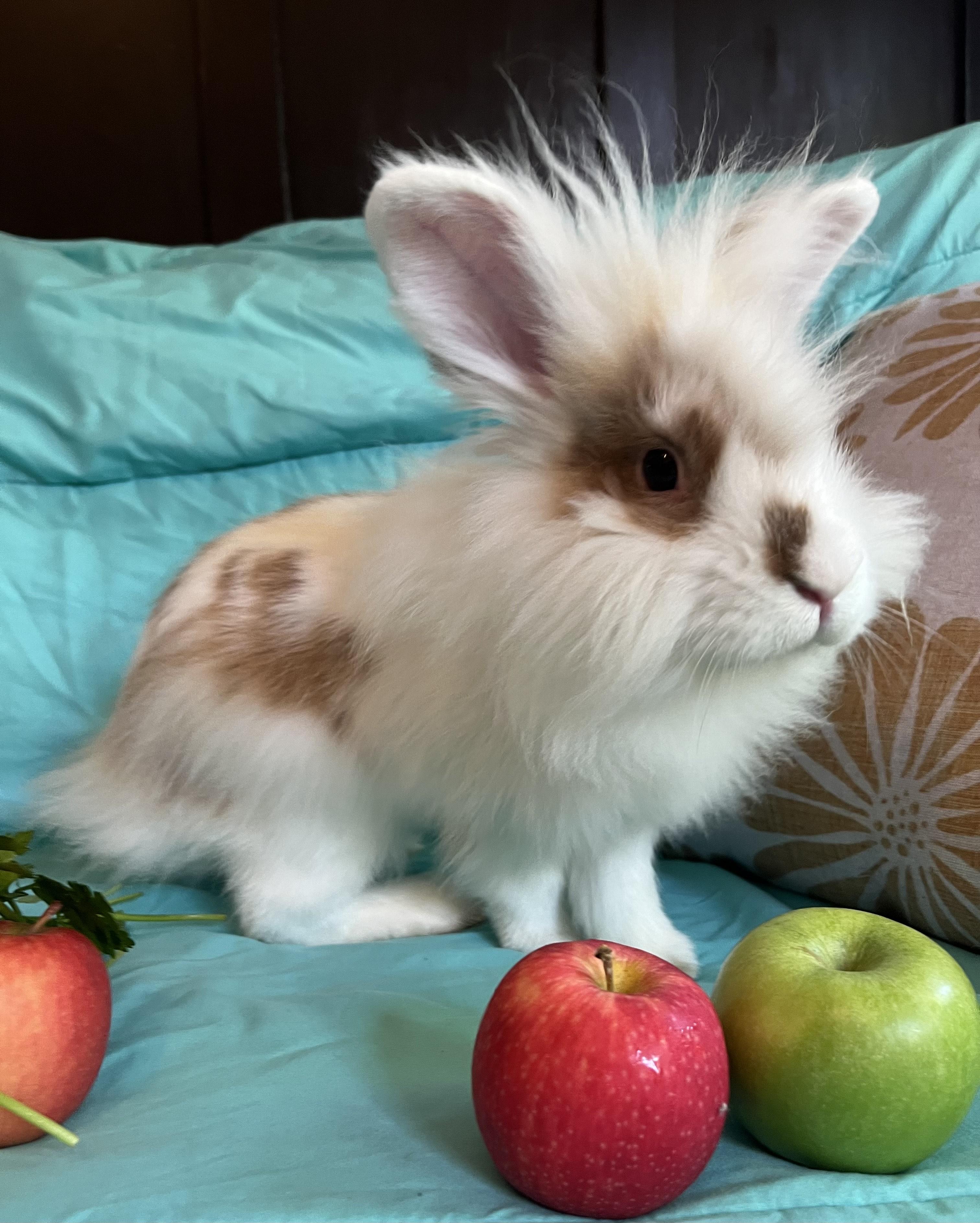 Bert, a Adopted Lionhead in Livermore, CA image 5/6