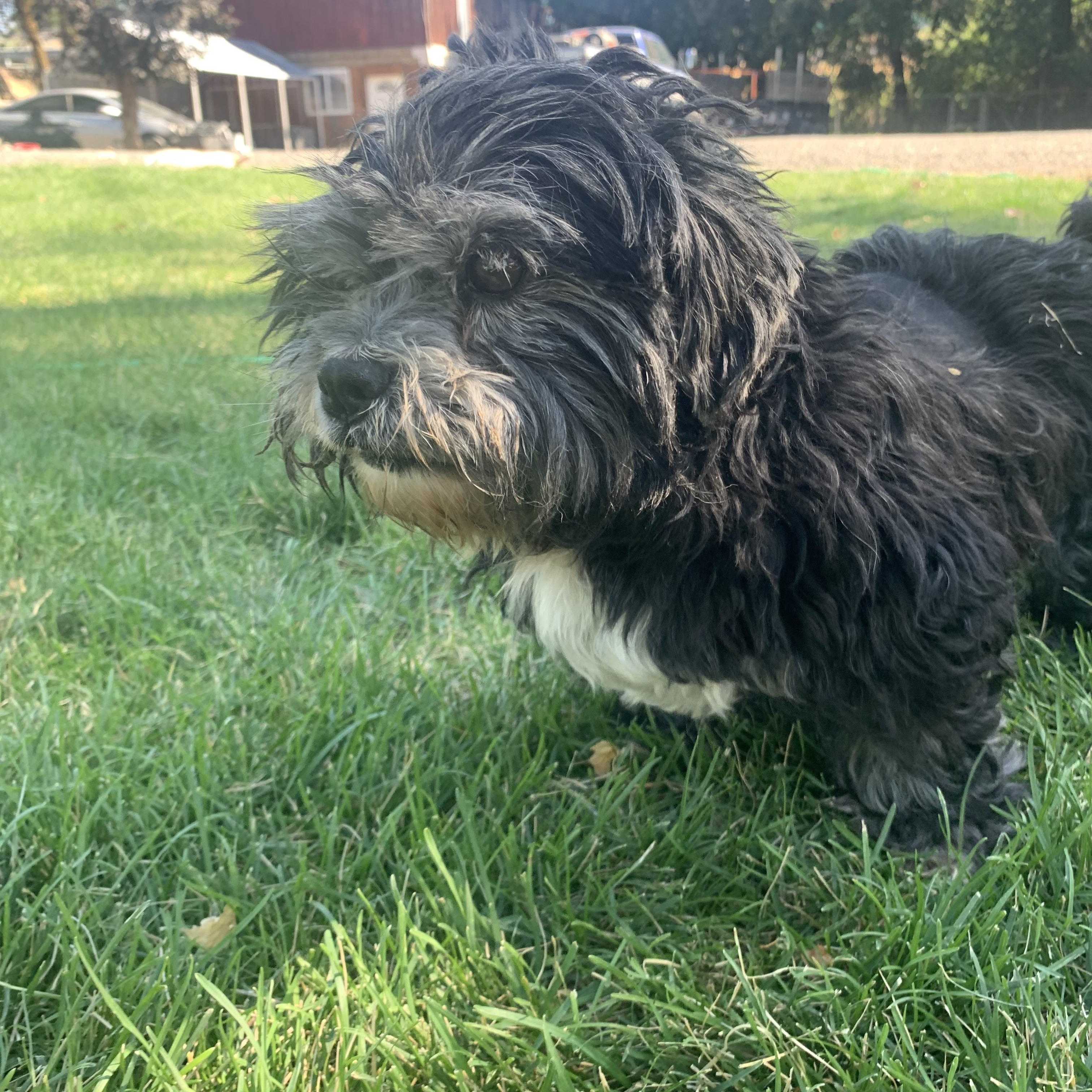 Enlarge Benny, an adopted mixed breed in Walla Walla, WA image 4/6