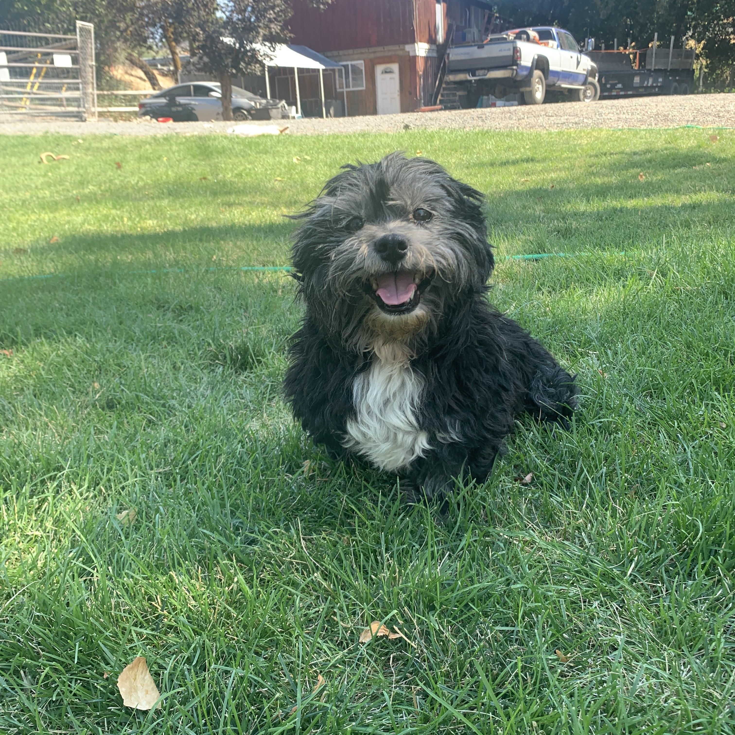 Benny, adopted, Adult Male Shih Tzu.