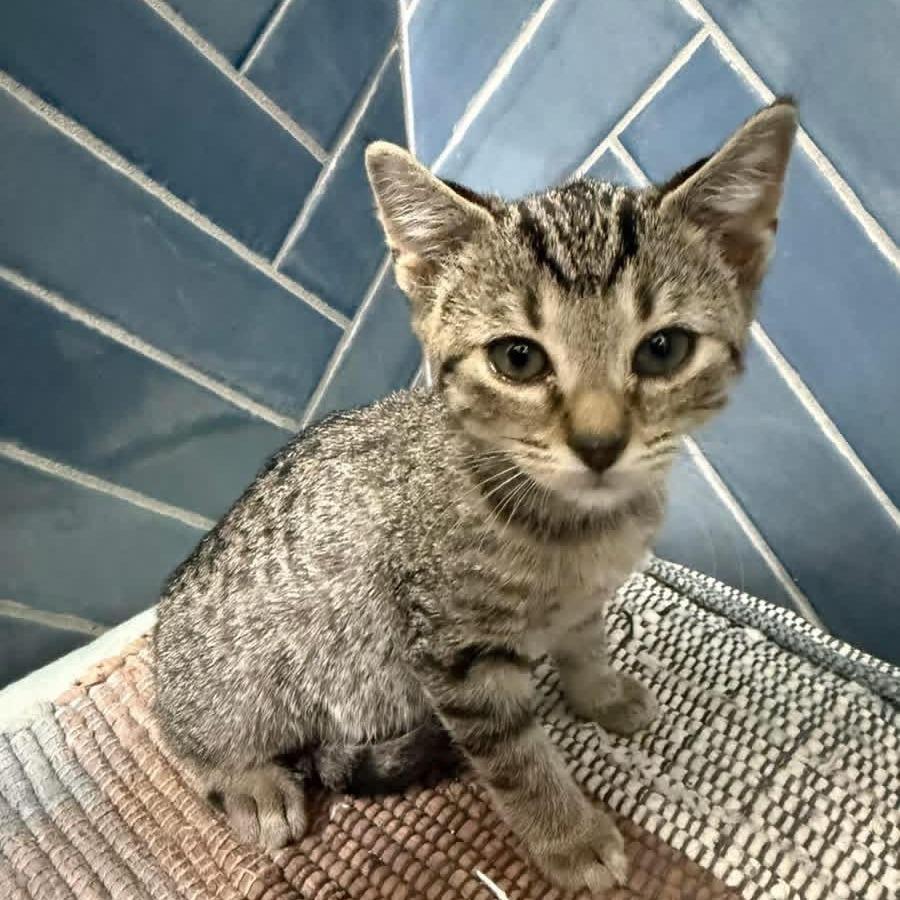 Enlarge Bluey, a Adoptable Domestic Short Hair in Newborn, GA image 1/1