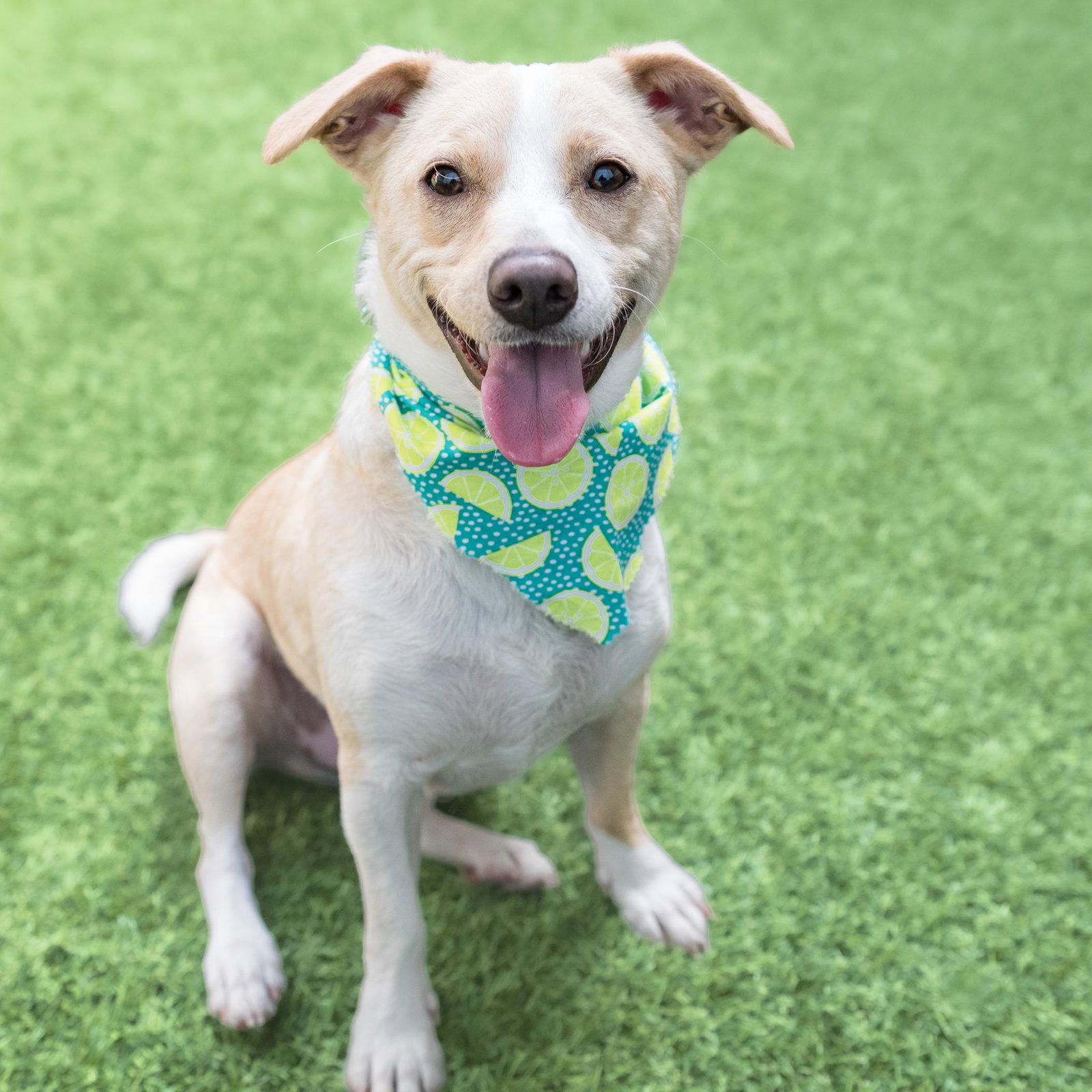 Duckie, a Adoptable Terrier in Burlingame, CA image 2/3