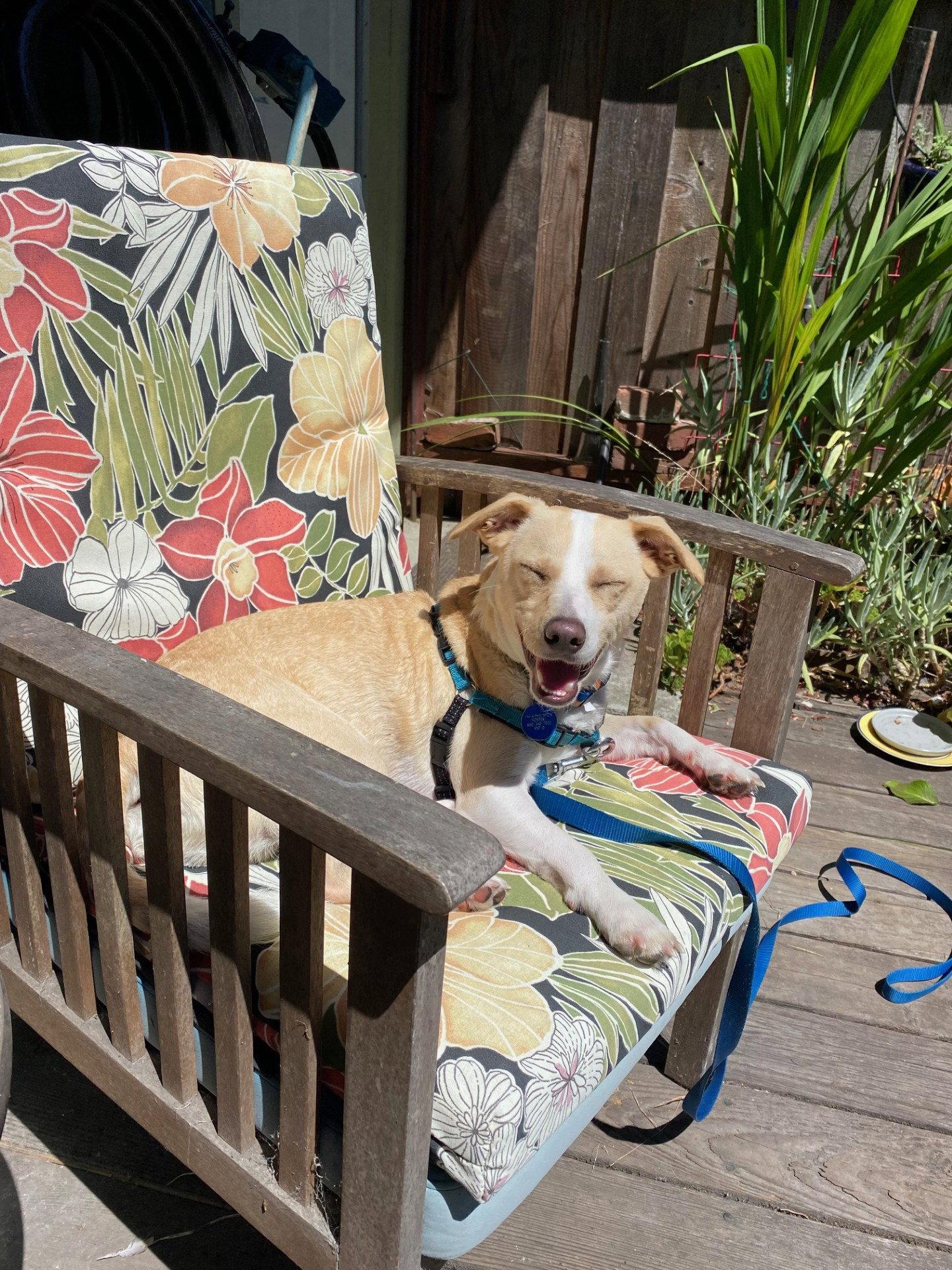 Duckie, a Adoptable Terrier in Burlingame, CA image 3/3