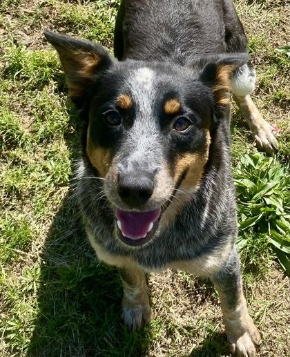 Selena, ADOPTABLE, Young Female Australian Cattle Dog / Blue Heeler.