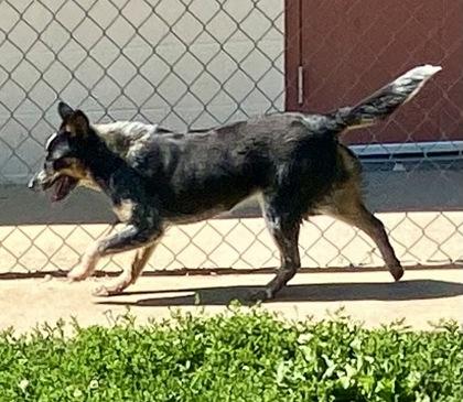 Selena, a ADOPTABLE Australian Cattle Dog / Blue Heeler in Glasgow, KY image 2/2