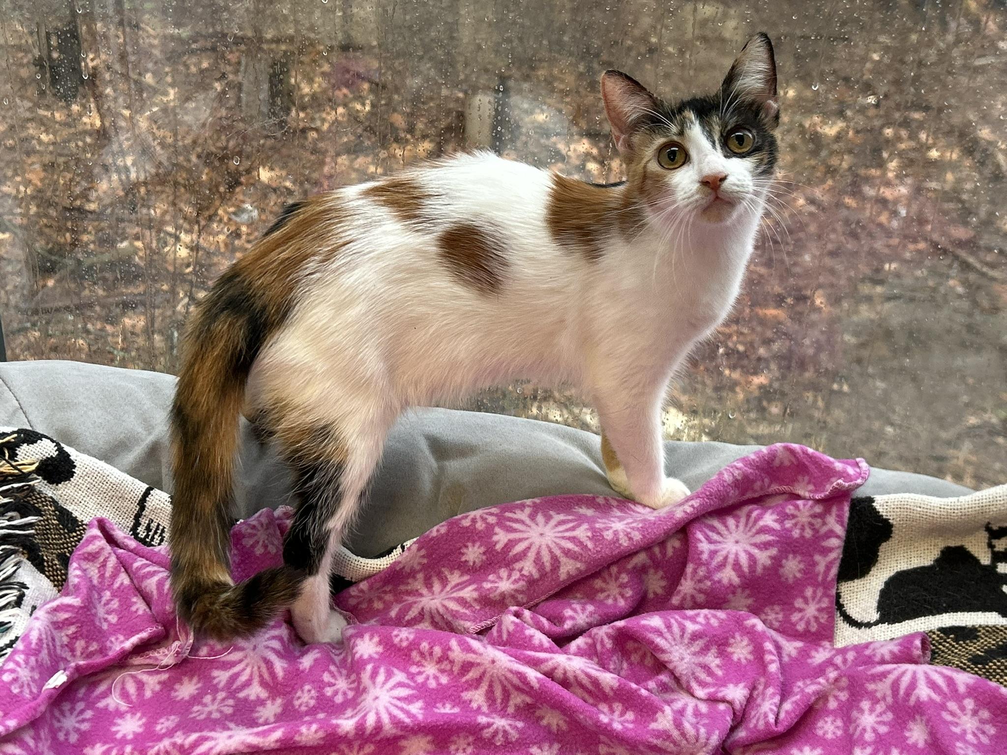 Enlarge Molly, an adopted Calico in Sudbury, MA image 1/1