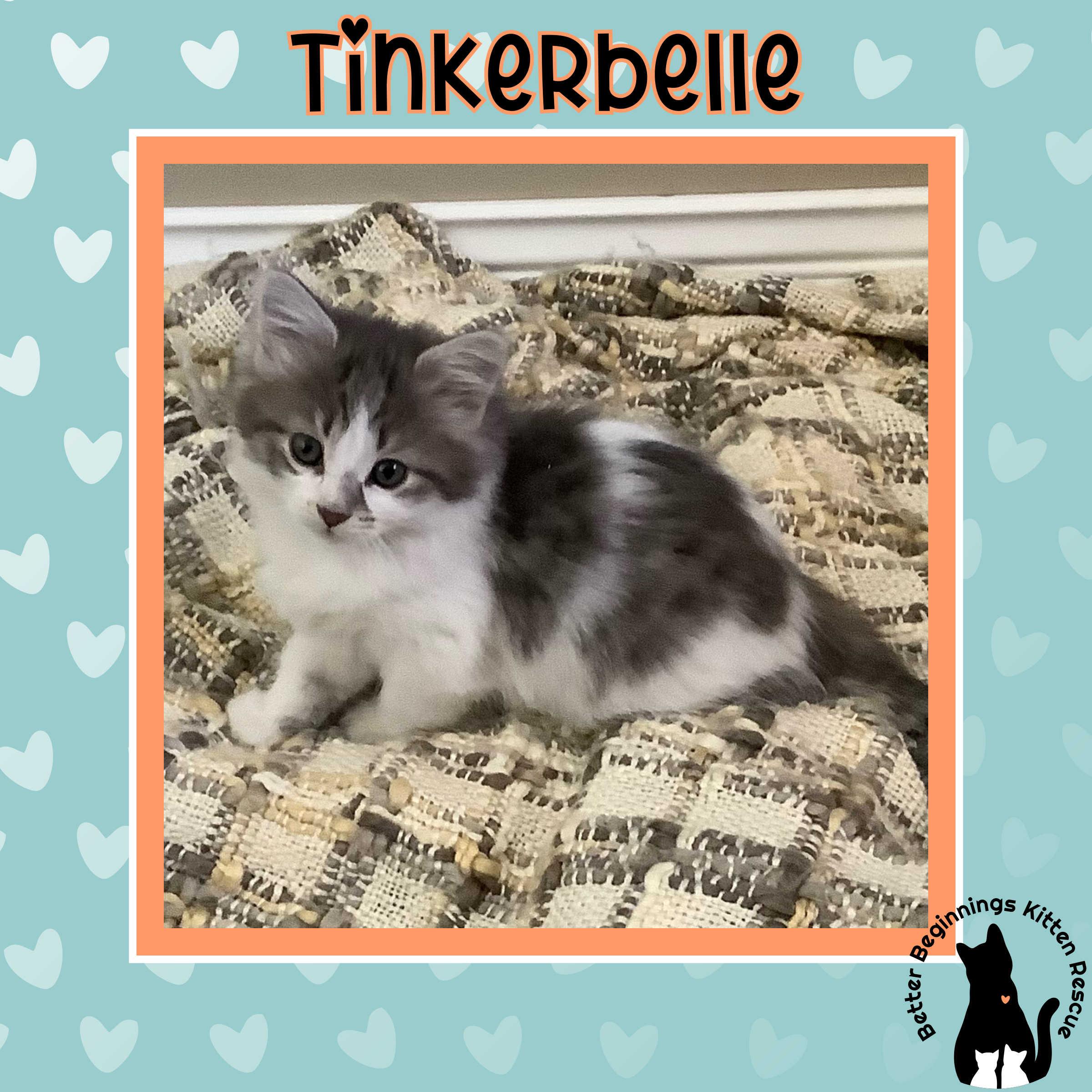 Enlarge Tinkerbelle, a Adoptable mixed breed in Kamloops, BC image 1/6