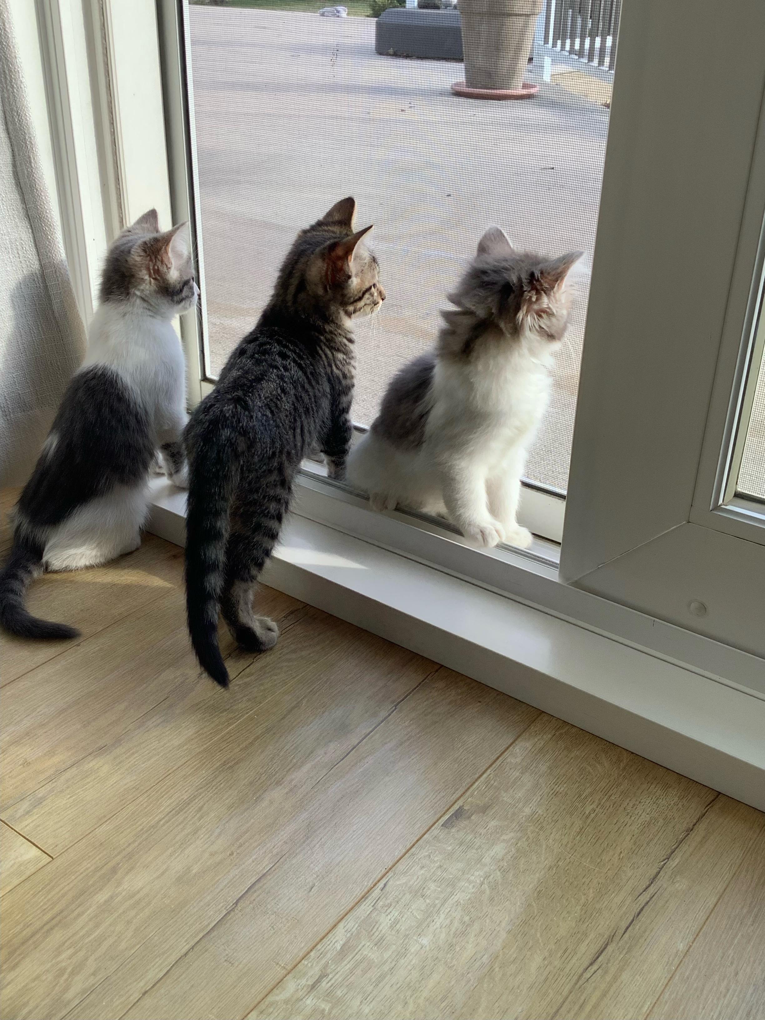 Enlarge Tinkerbelle, a Adoptable mixed breed in Kamloops, BC image 2/6