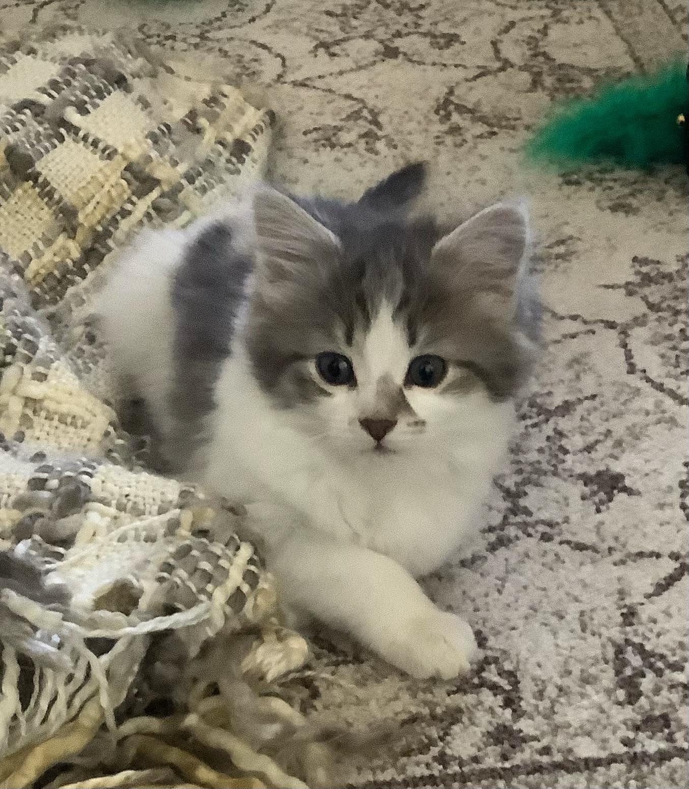 Enlarge Tinkerbelle, a Adoptable mixed breed in Kamloops, BC image 3/6