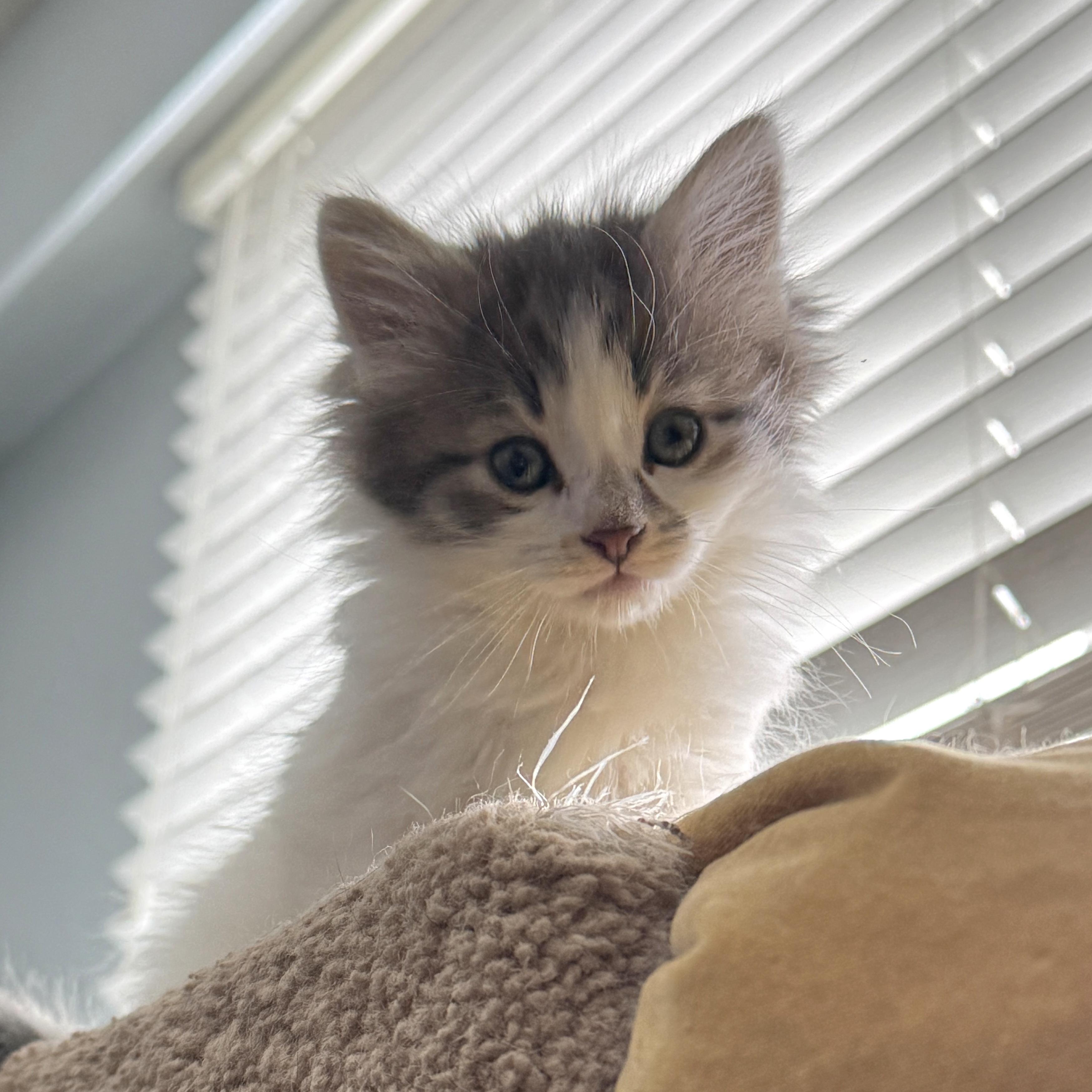 Enlarge Tinkerbelle, a Adoptable mixed breed in Kamloops, BC image 4/6