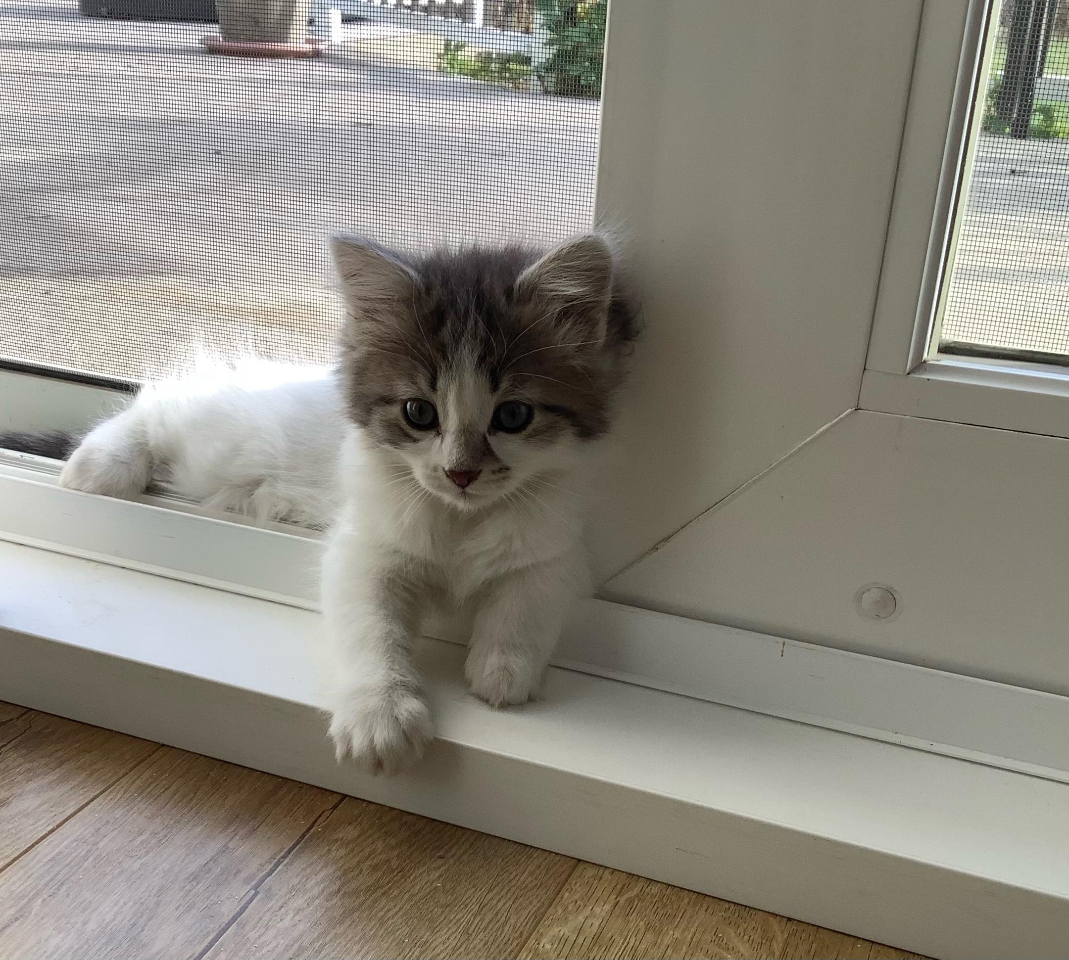 Enlarge Tinkerbelle, a Adoptable mixed breed in Kamloops, BC image 5/6