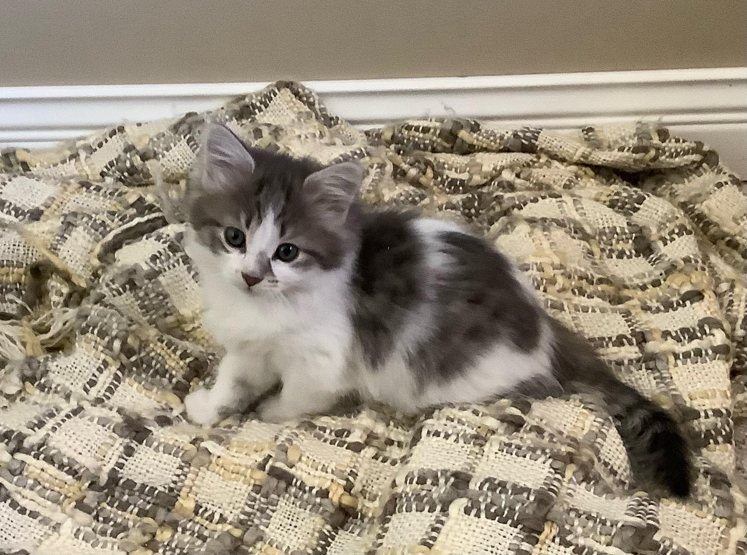 Enlarge Tinkerbelle, a Adoptable mixed breed in Kamloops, BC image 6/6