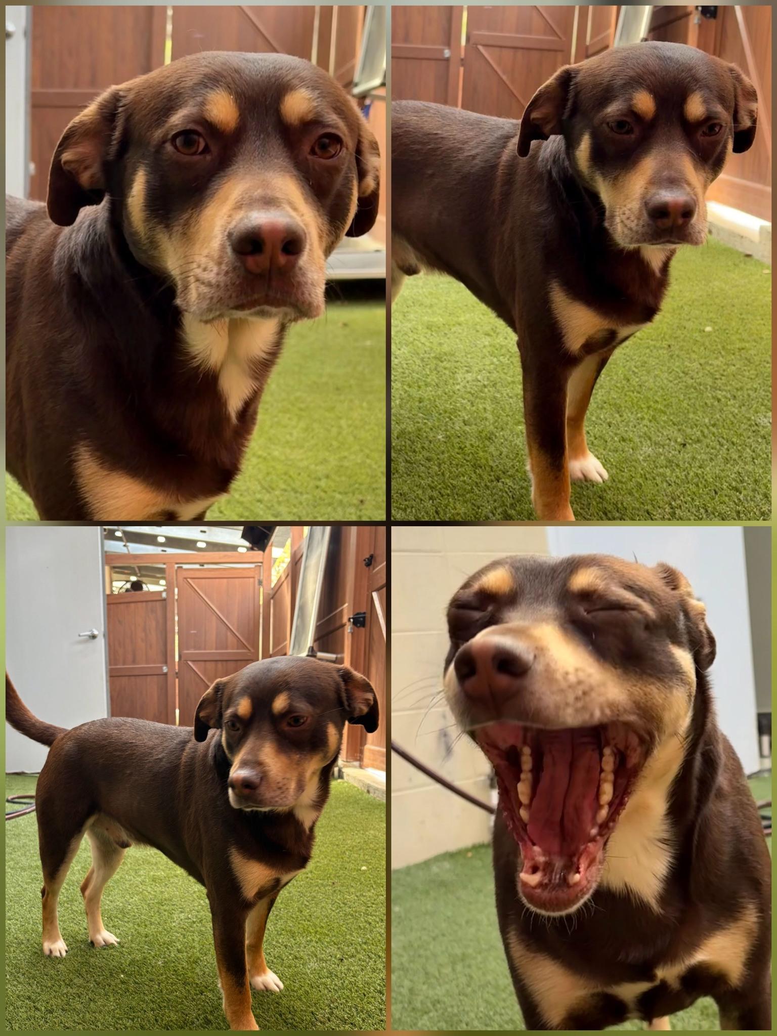 Tanker, ADOPTABLE, Young Male Hound & Doberman Pinscher.