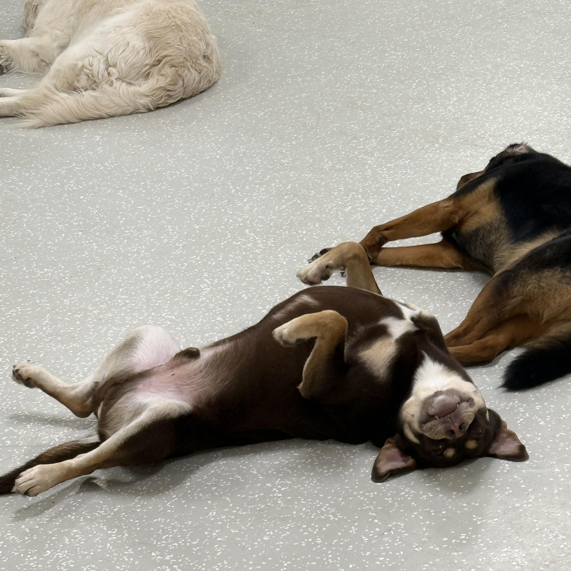Enlarge Tanker, a ADOPTABLE mixed breed in Marietta, GA image 2/2