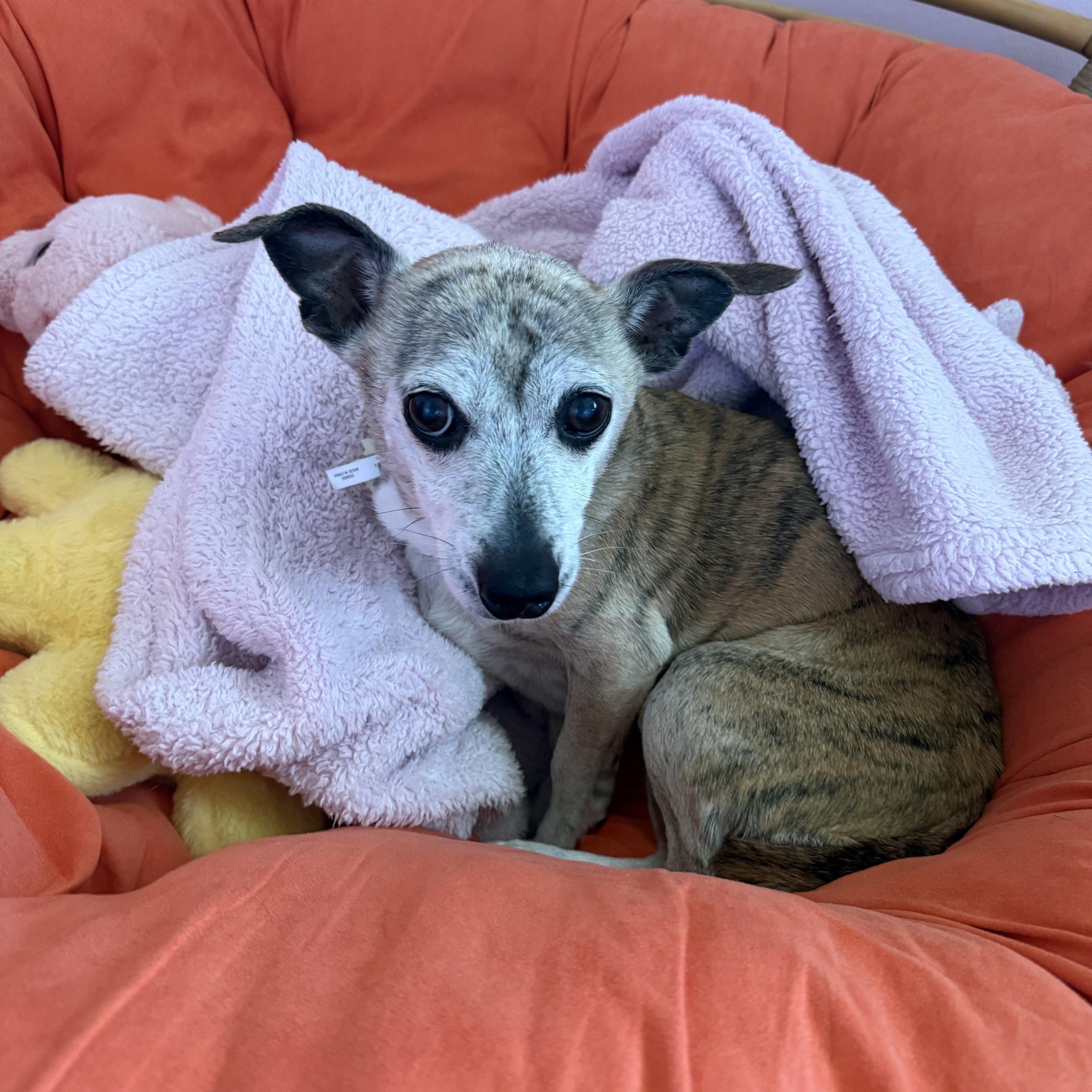 Enlarge Missy, a Adoptable mixed breed in Byron, IL image 1/6