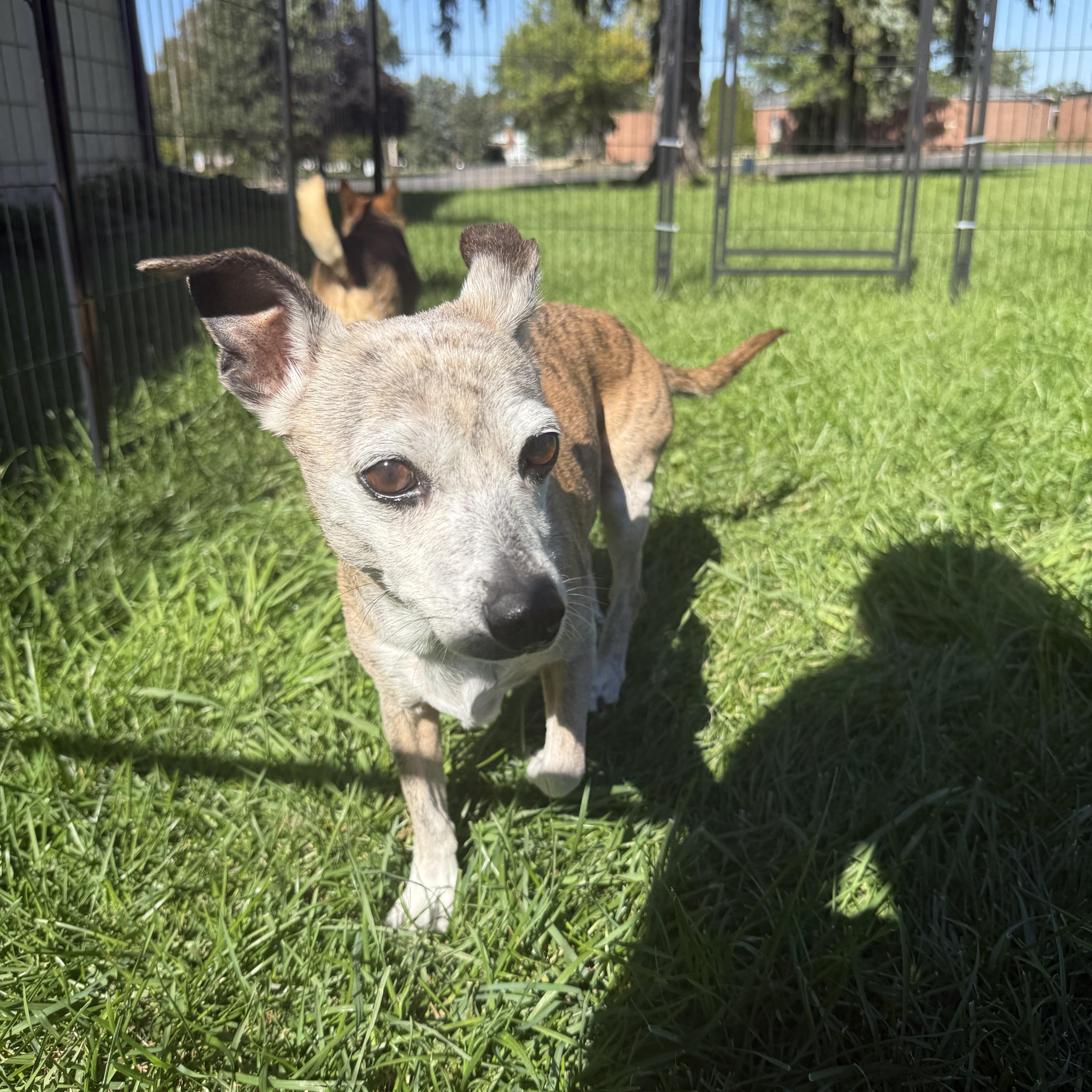 Enlarge Missy, a Adoptable mixed breed in Byron, IL image 4/6