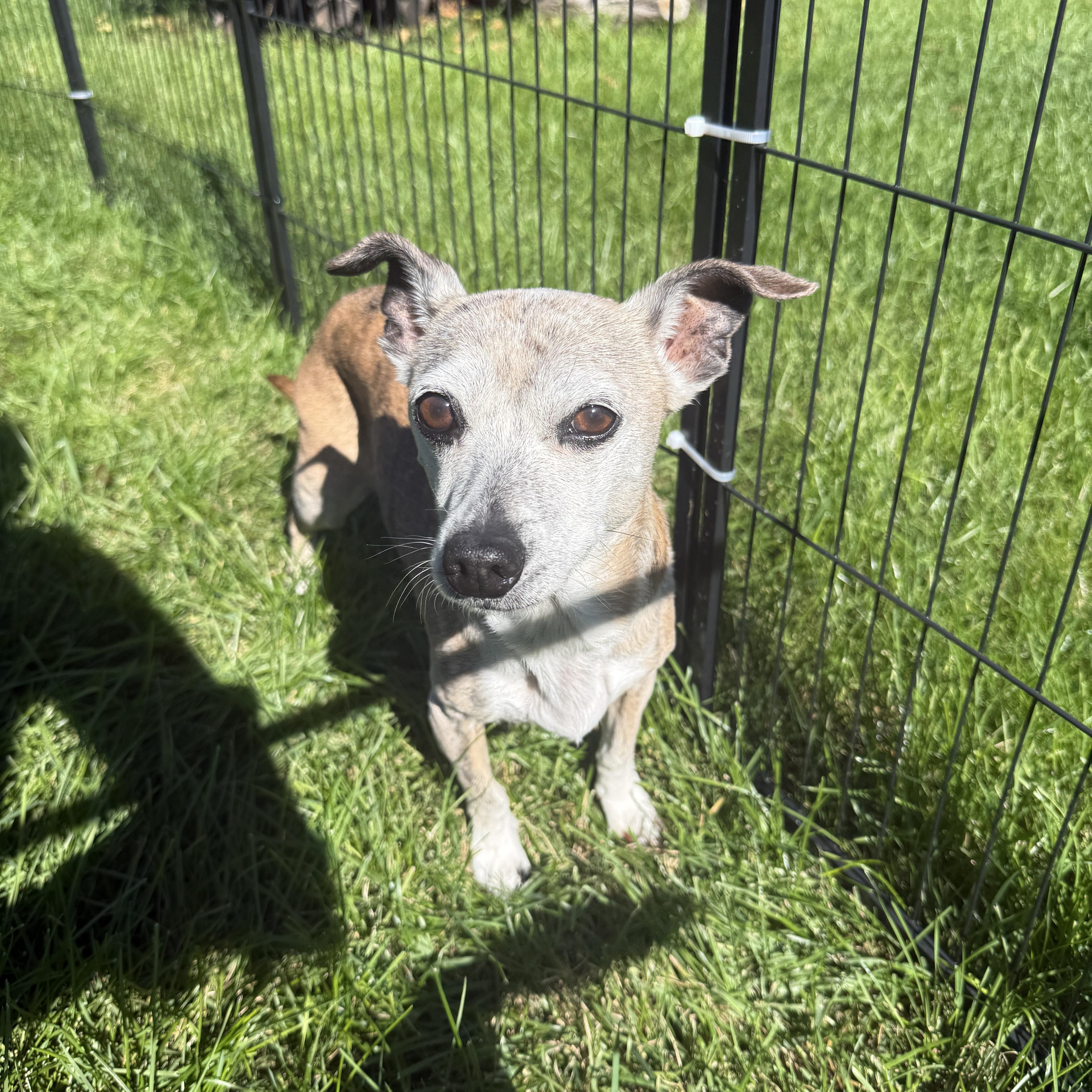 Enlarge Missy, a Adoptable mixed breed in Byron, IL image 3/6