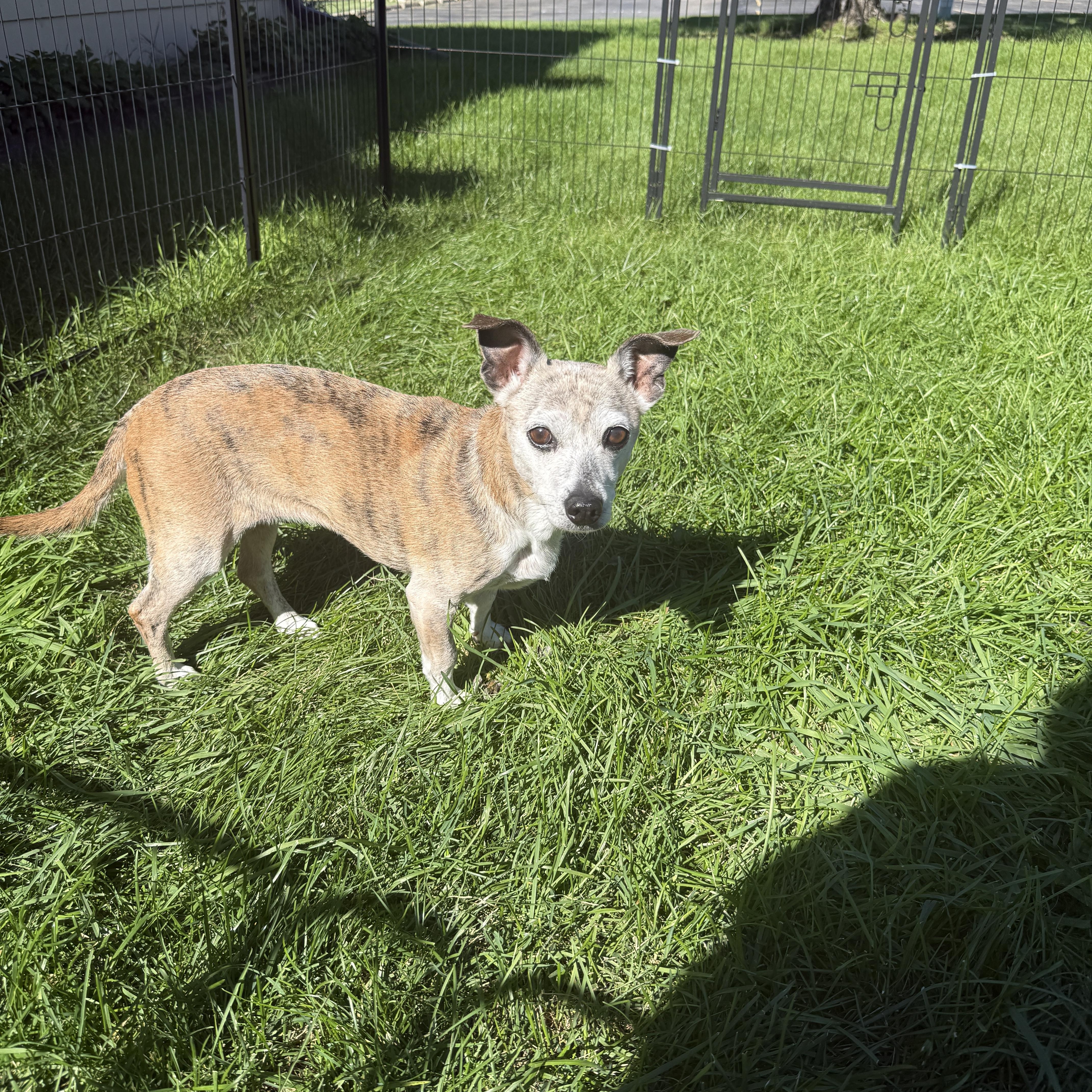 Enlarge Missy, a Adoptable mixed breed in Byron, IL image 2/6