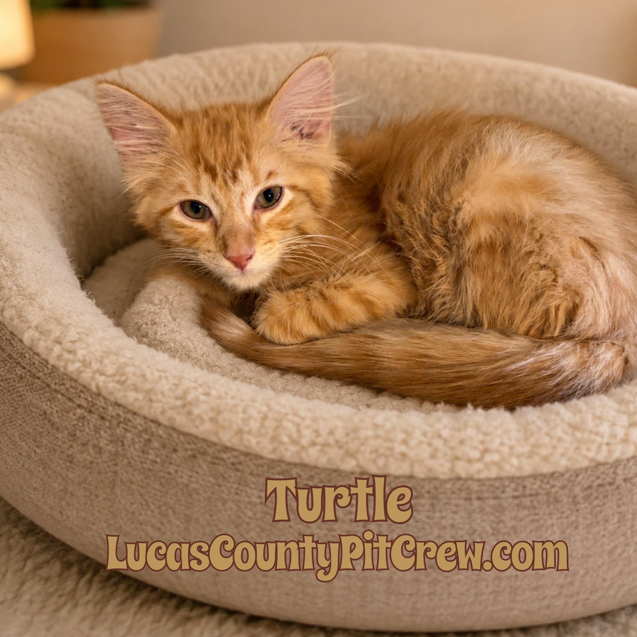 Turtle, adopted, Kitten Male Tabby & Domestic Medium Hair.