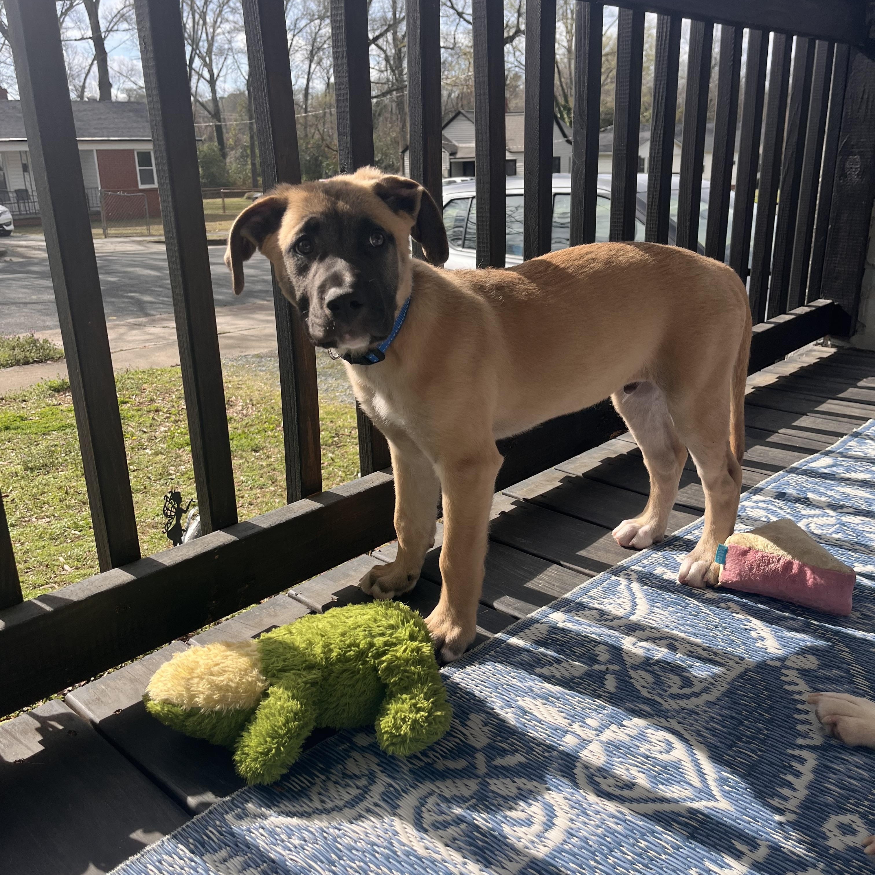Enlarge Bowser, a ADOPTABLE mixed breed in Rock Hill, SC image 4/6