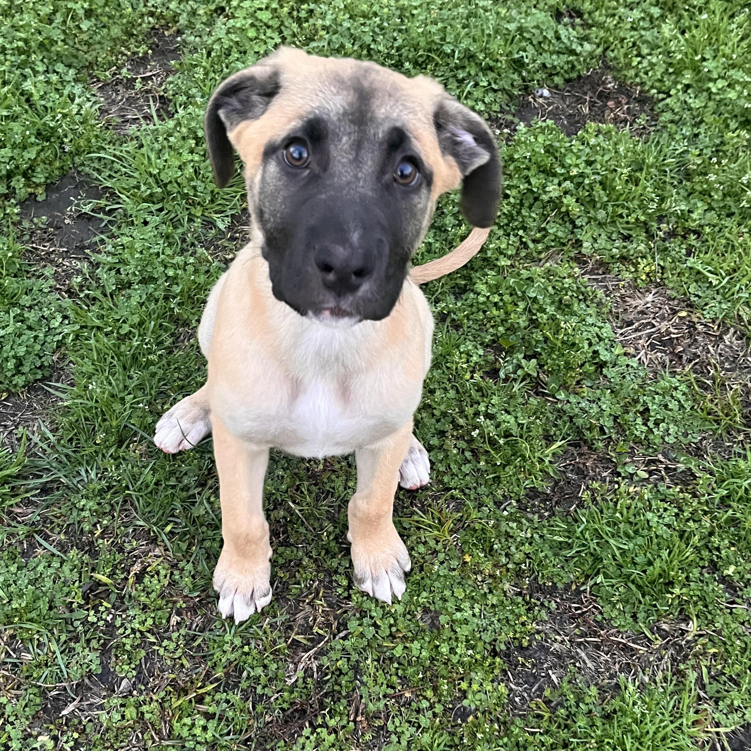 Enlarge Bowser, a ADOPTABLE mixed breed in Rock Hill, SC image 5/6