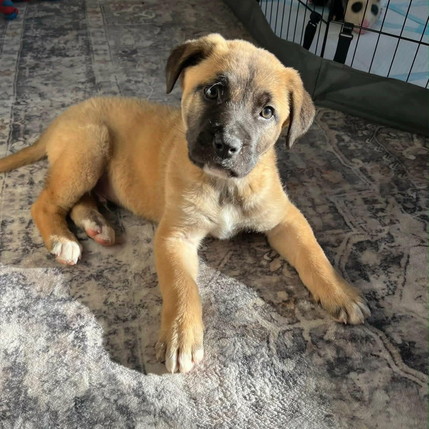 Enlarge Bowser, a ADOPTABLE mixed breed in Rock Hill, SC image 1/6