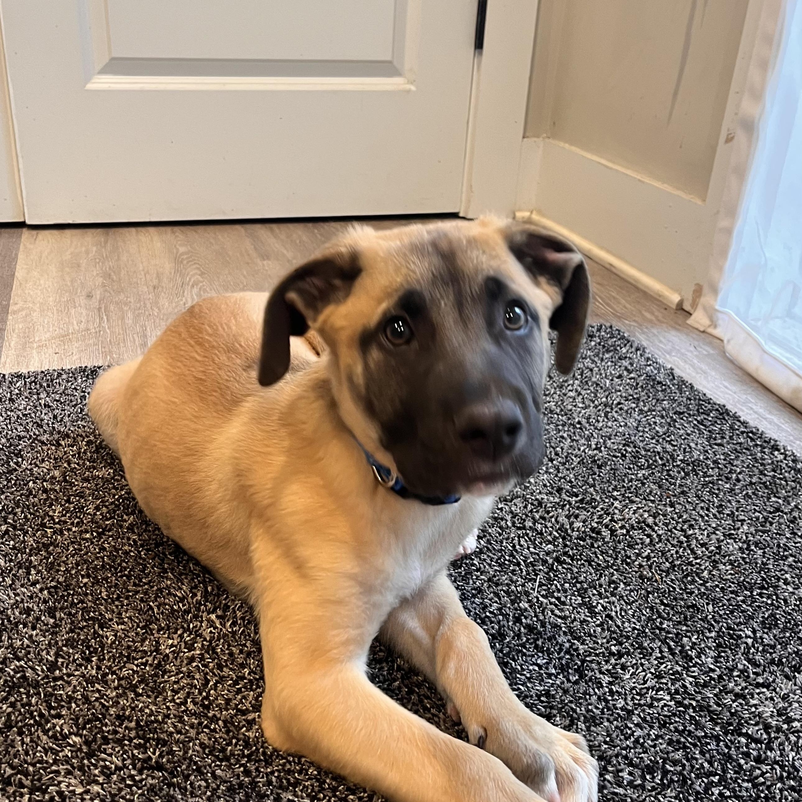 Enlarge Bowser, a ADOPTABLE mixed breed in Rock Hill, SC image 6/6