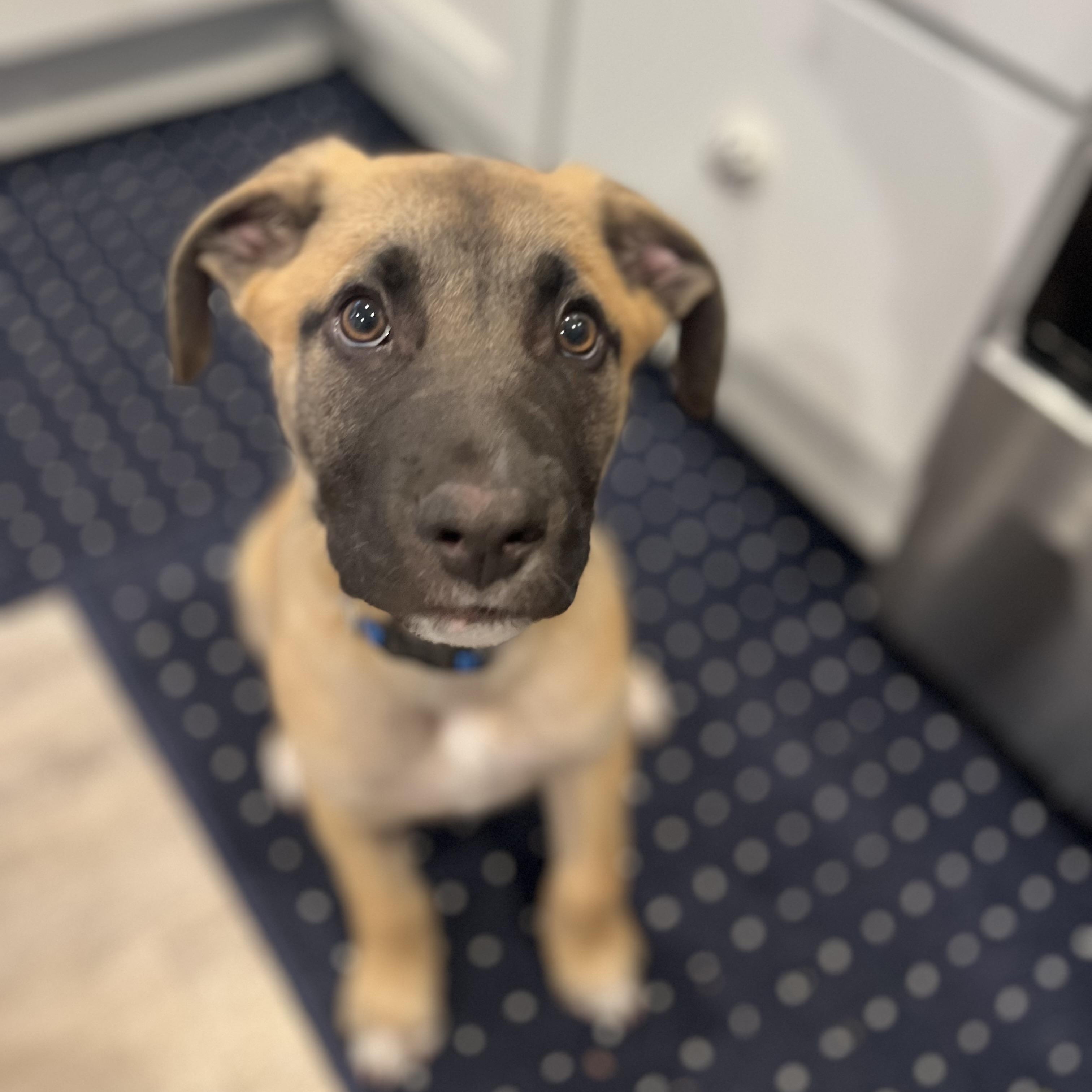 Enlarge Bowser, a ADOPTABLE mixed breed in Rock Hill, SC image 3/6