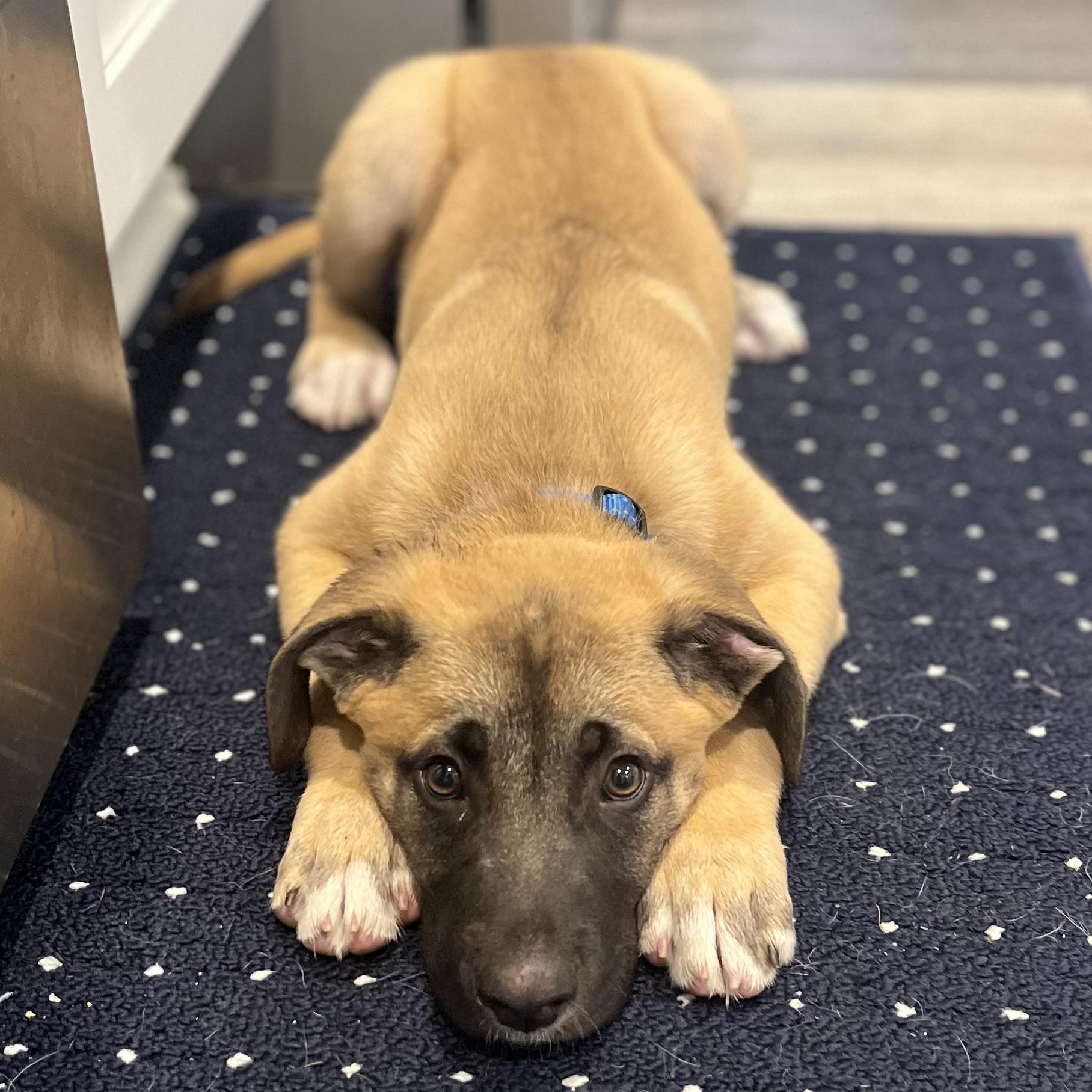 Enlarge Bowser, a ADOPTABLE mixed breed in Rock Hill, SC image 2/6