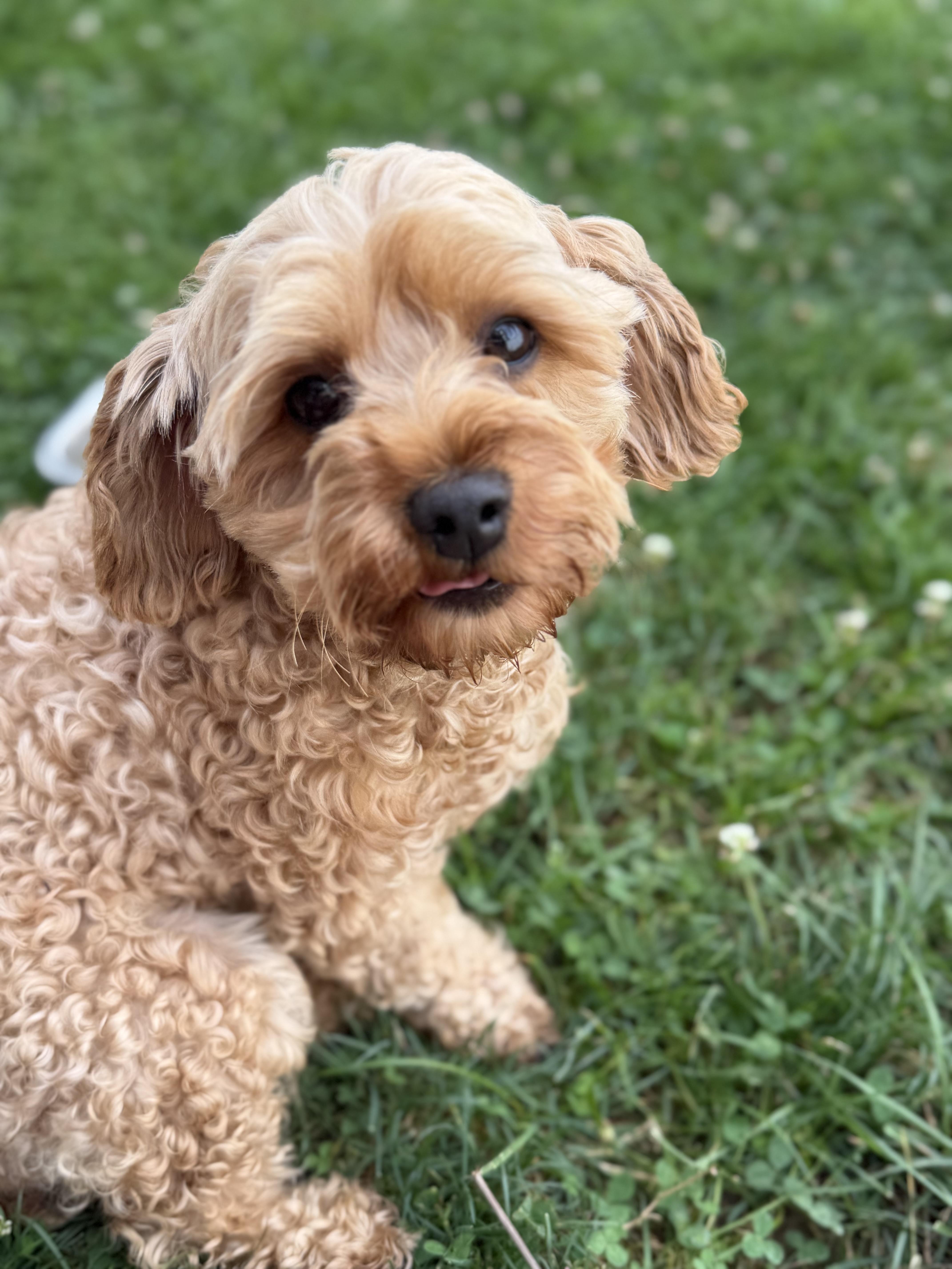 Ginger, an adoptable Miniature Poodle in New Stanton, PA image 2/2