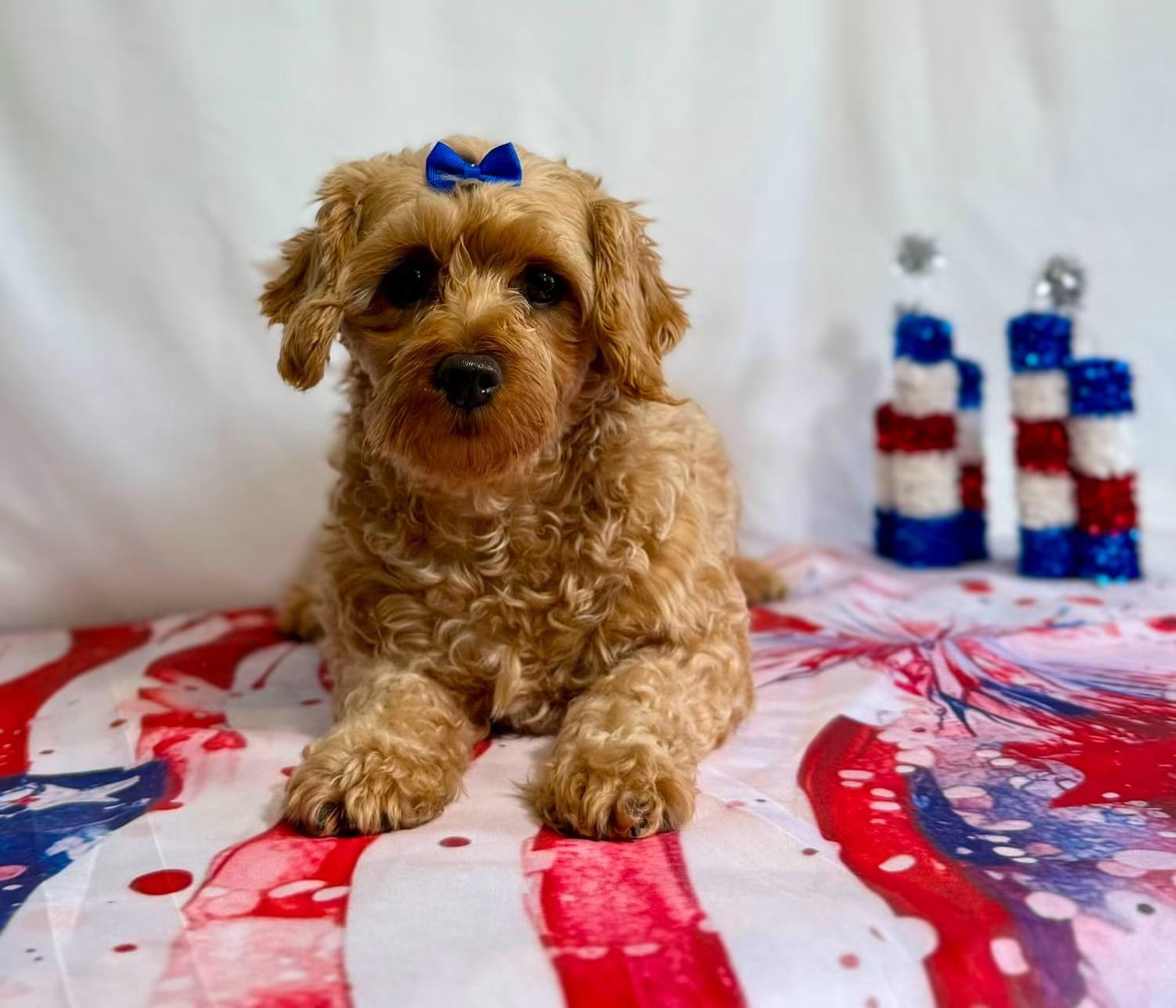 Ginger, ADOPTABLE, Adult Female Miniature Poodle.