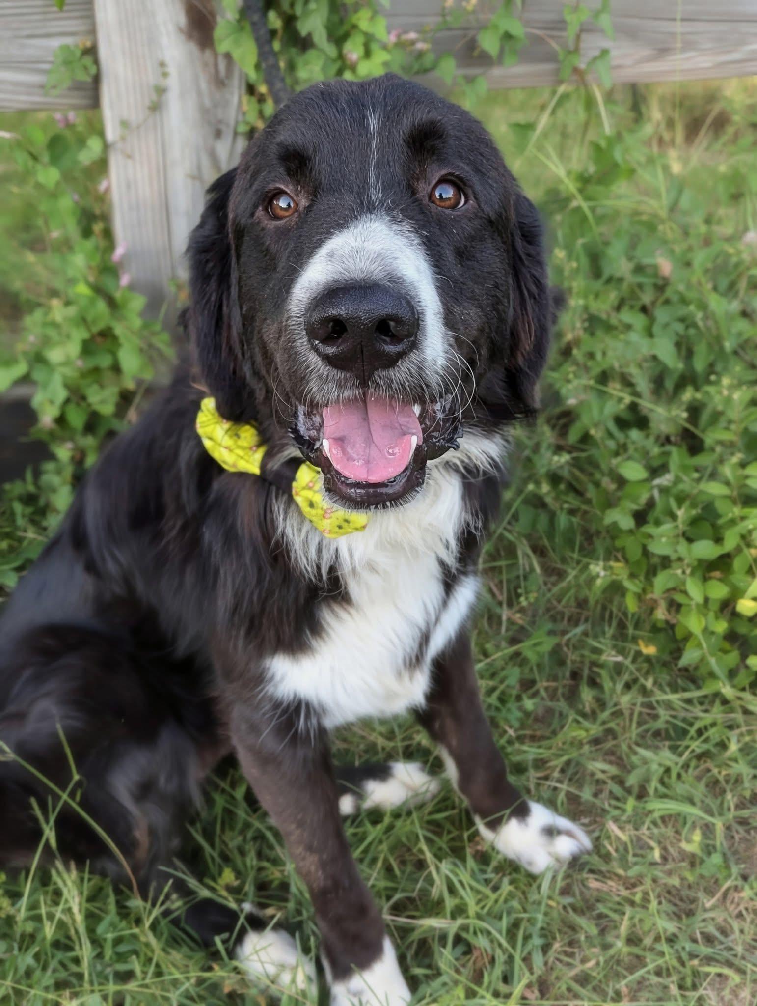 Dash, Adoptable, Adult Male Great Pyrenees.