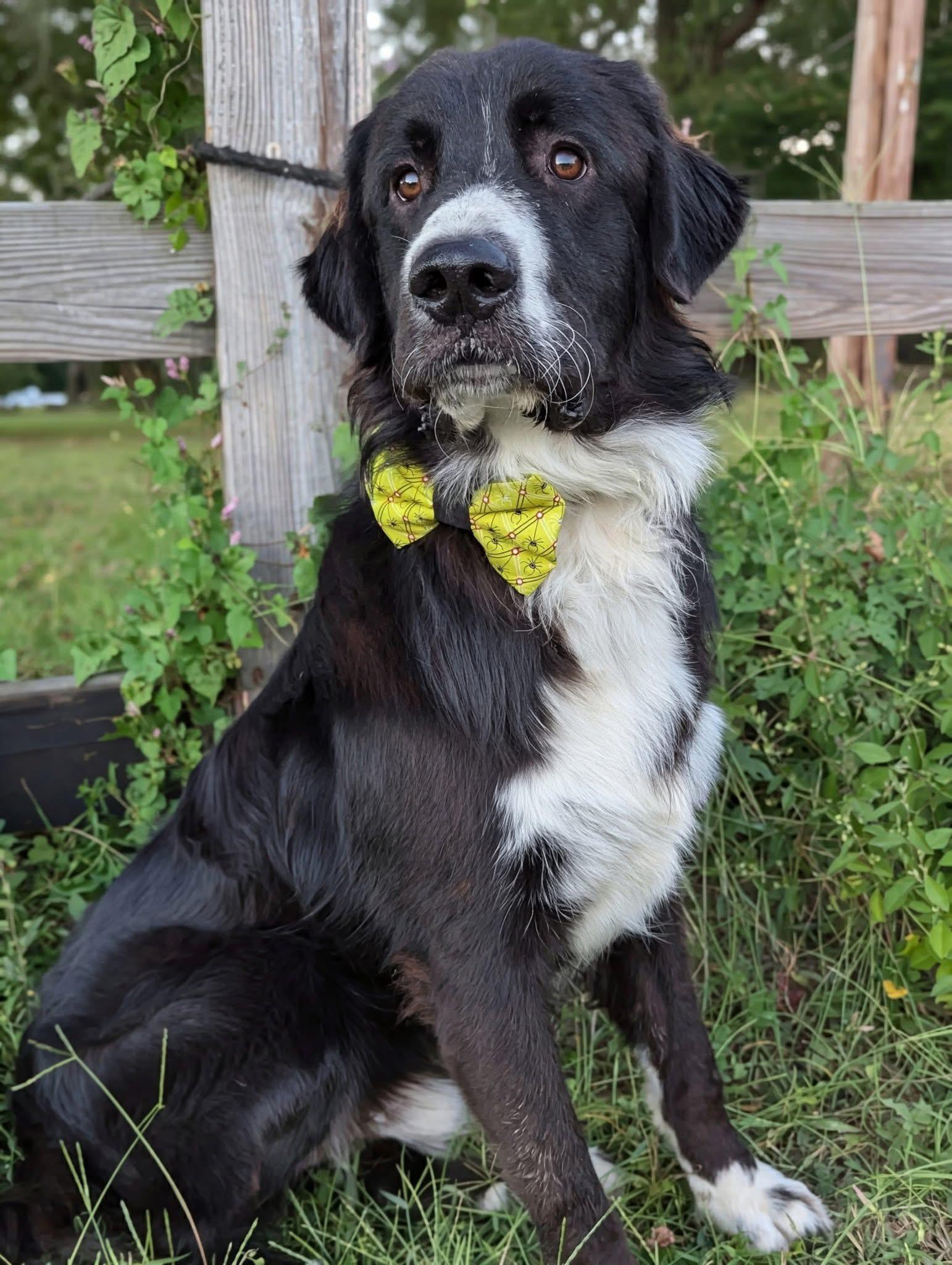 Dash, a Adoptable mixed breed in Mendham, NJ image 2/5