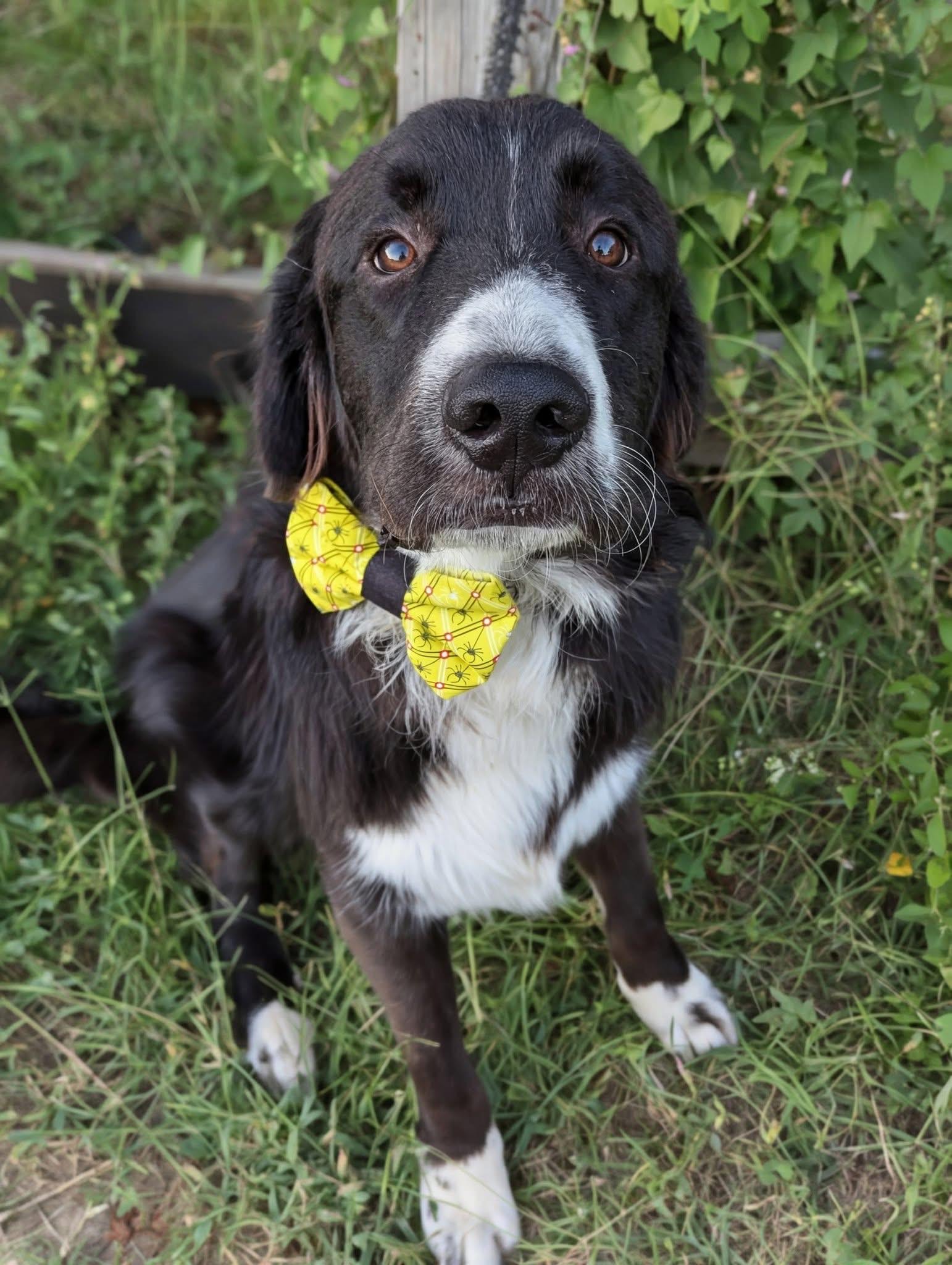 Dash, a Adoptable mixed breed in Mendham, NJ image 3/5