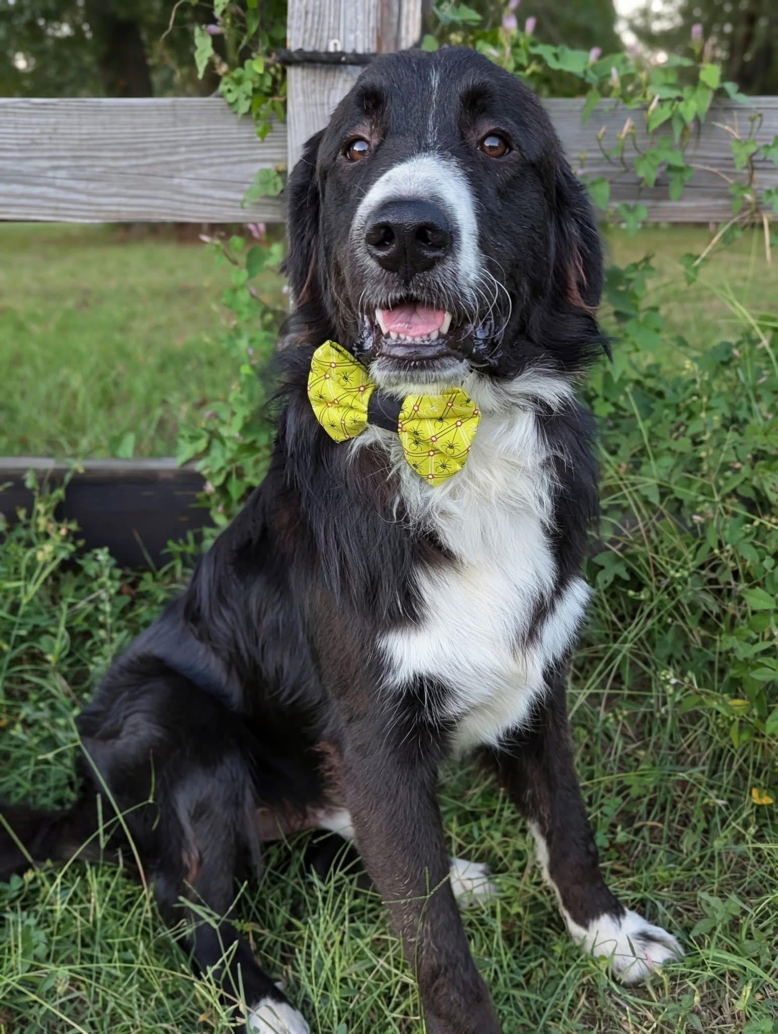 Dash, a Adoptable mixed breed in Mendham, NJ image 4/5