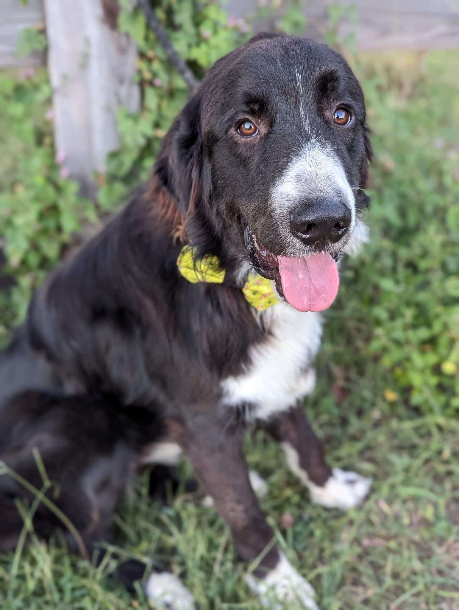 Dash, a Adoptable mixed breed in Mendham, NJ image 5/5