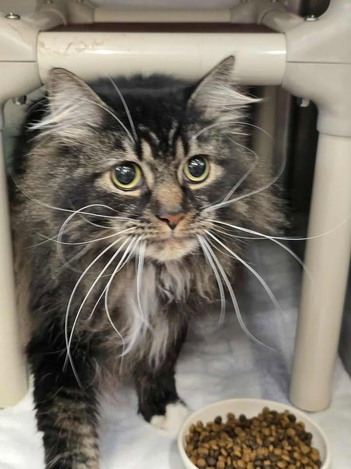 Festus, adopted, Adult Male Domestic Long Hair.
