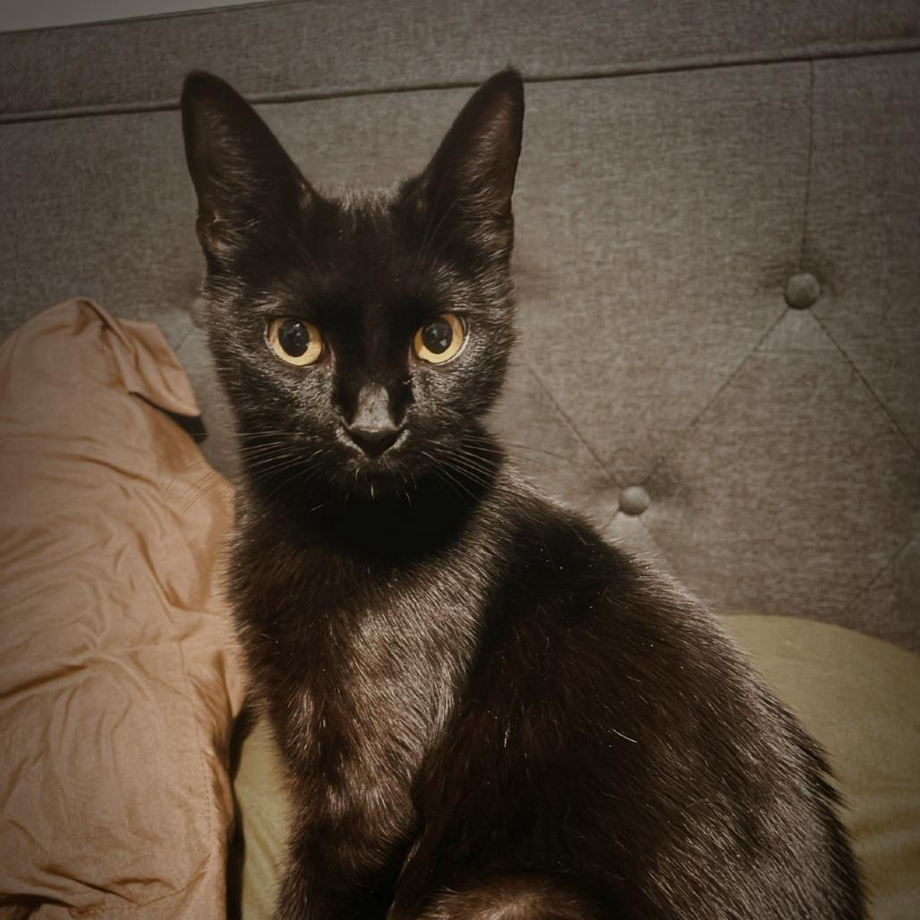 Enlarge Mama Mary, a Adoptable Domestic Short Hair in Odenville, AL image 1/1