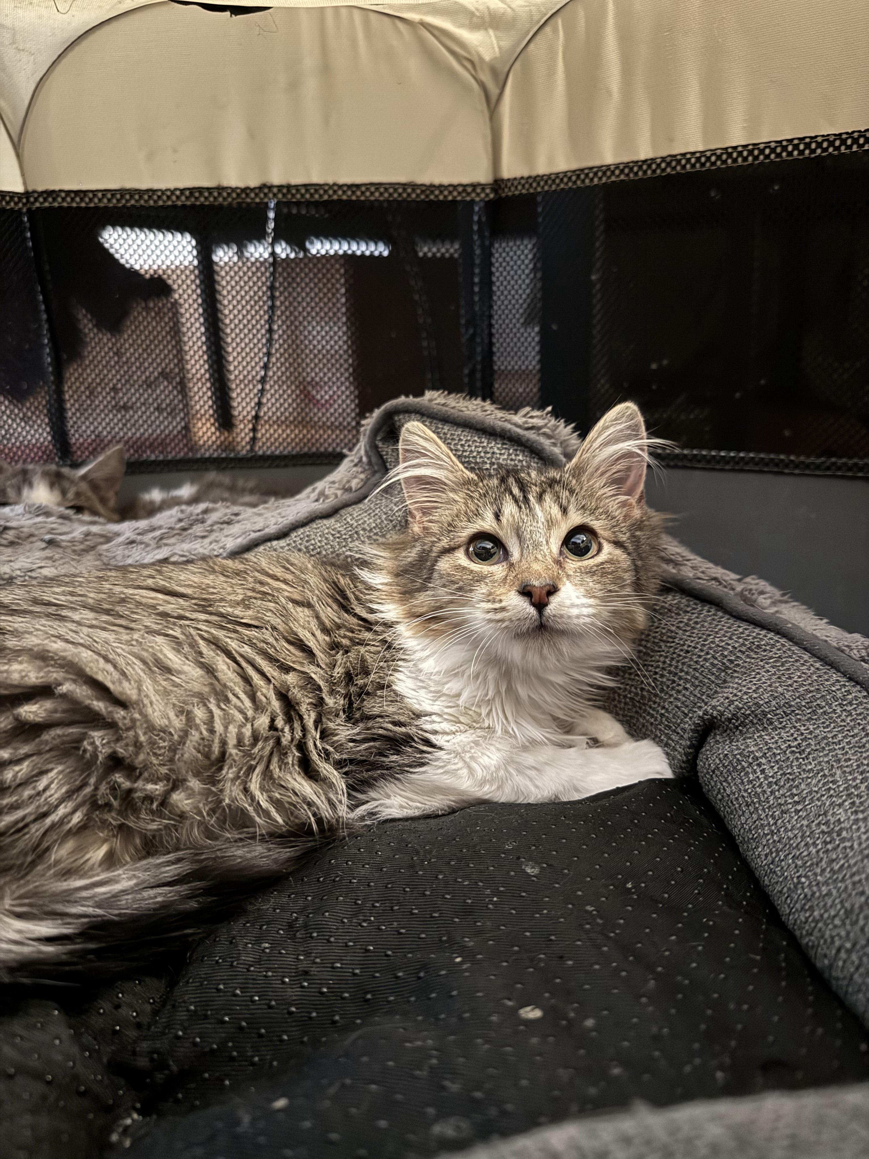 Connie, ADOPTABLE, Kitten Female Domestic Long Hair.