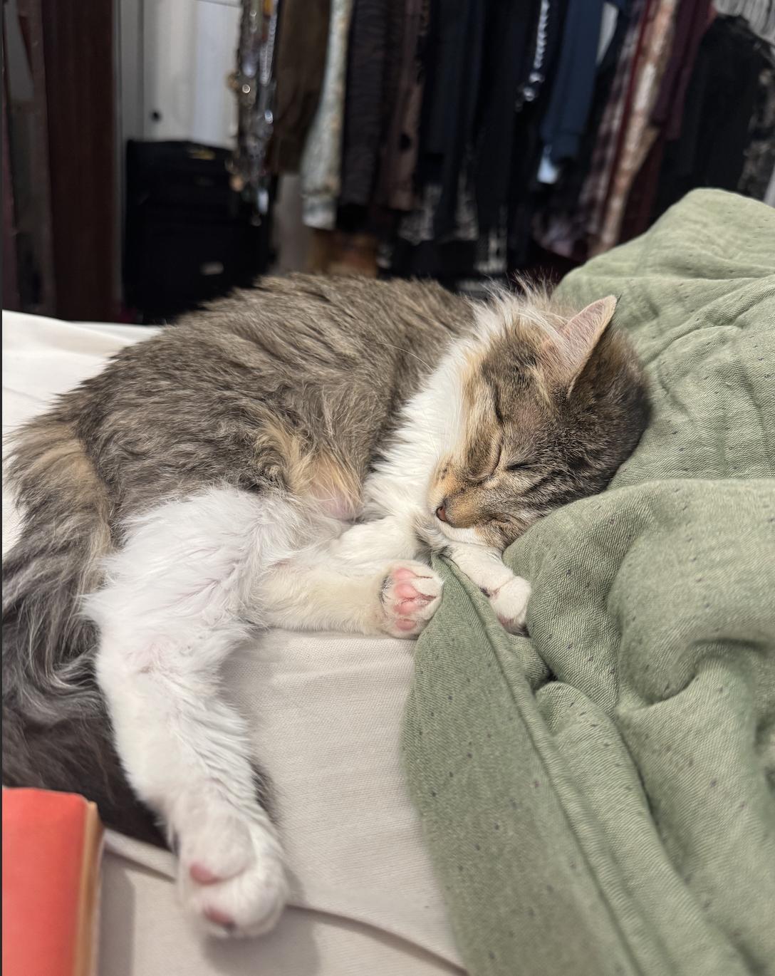 Enlarge Connie, a ADOPTABLE Domestic Long Hair in Troy, MI image 2/5