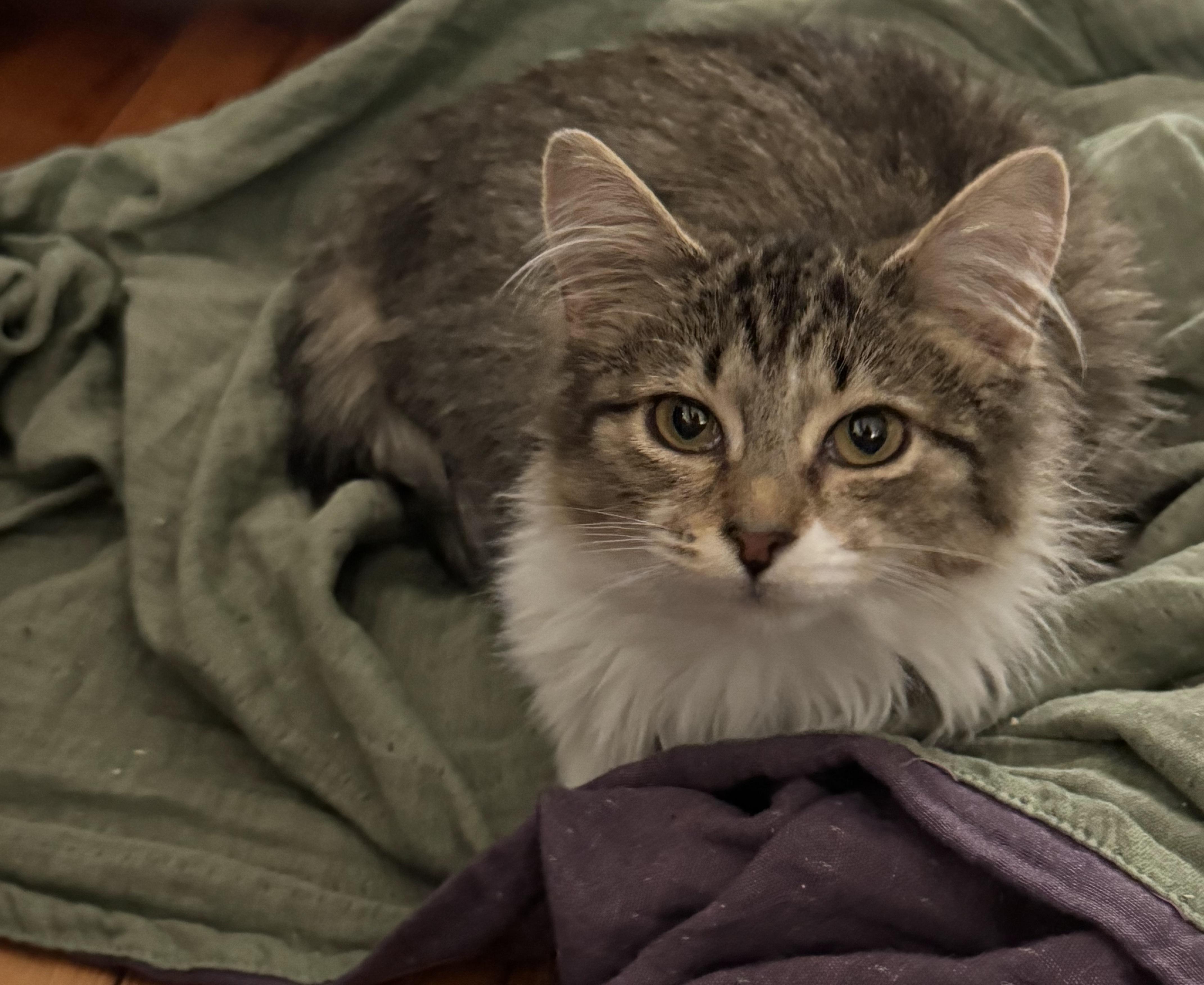 Enlarge Connie, a ADOPTABLE Domestic Long Hair in Troy, MI image 3/5