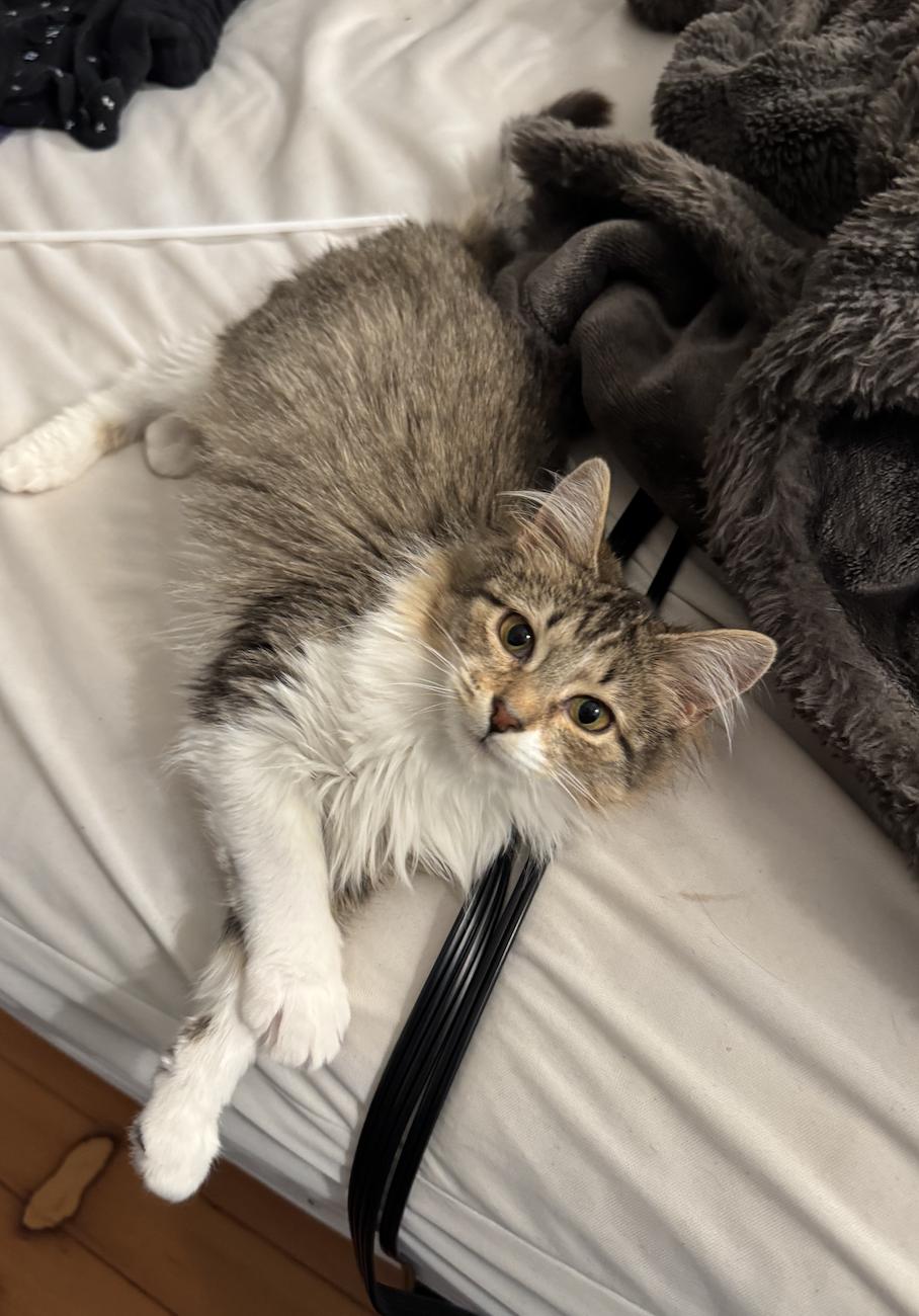 Enlarge Connie, a ADOPTABLE Domestic Long Hair in Troy, MI image 4/5