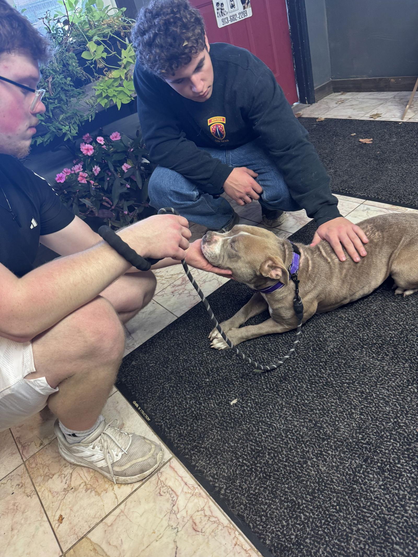 Enlarge Sylvy, a Adoptable Pit Bull Terrier in Leavenworth, KS image 1/2