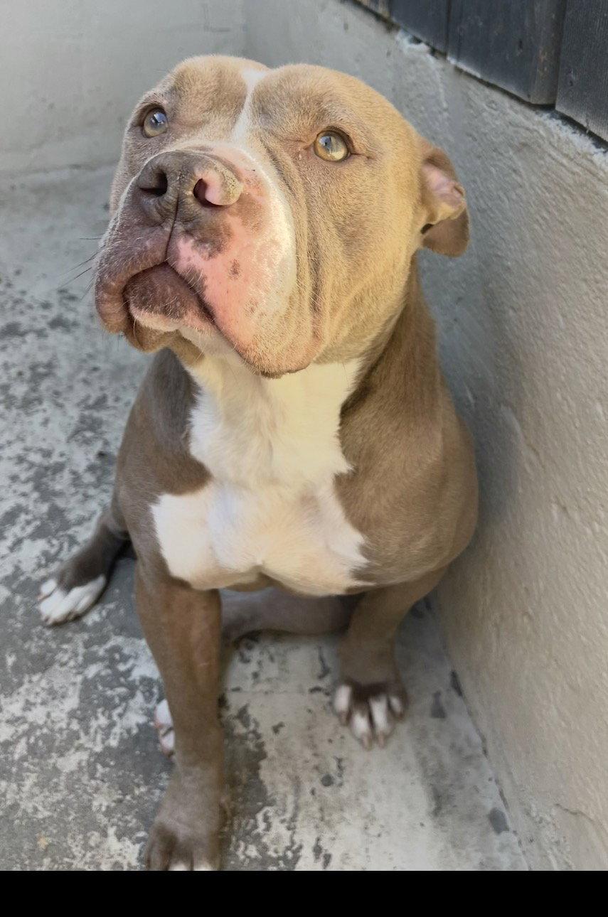 Sylvy, Adoptable, Adult Female Pit Bull Terrier.